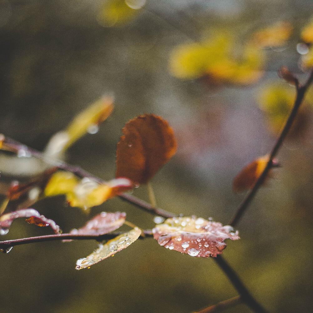 Релиз Beautiful Rain Recordings