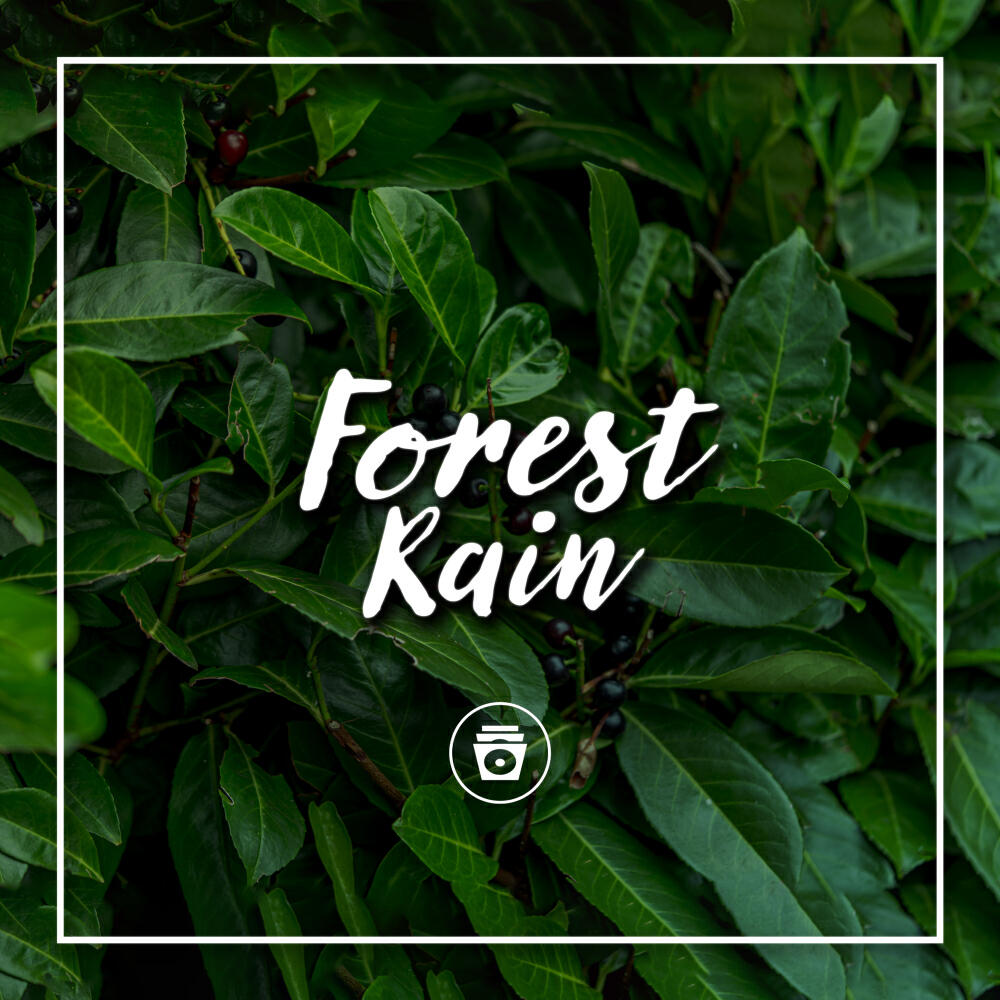 Постер альбома Forest Rain