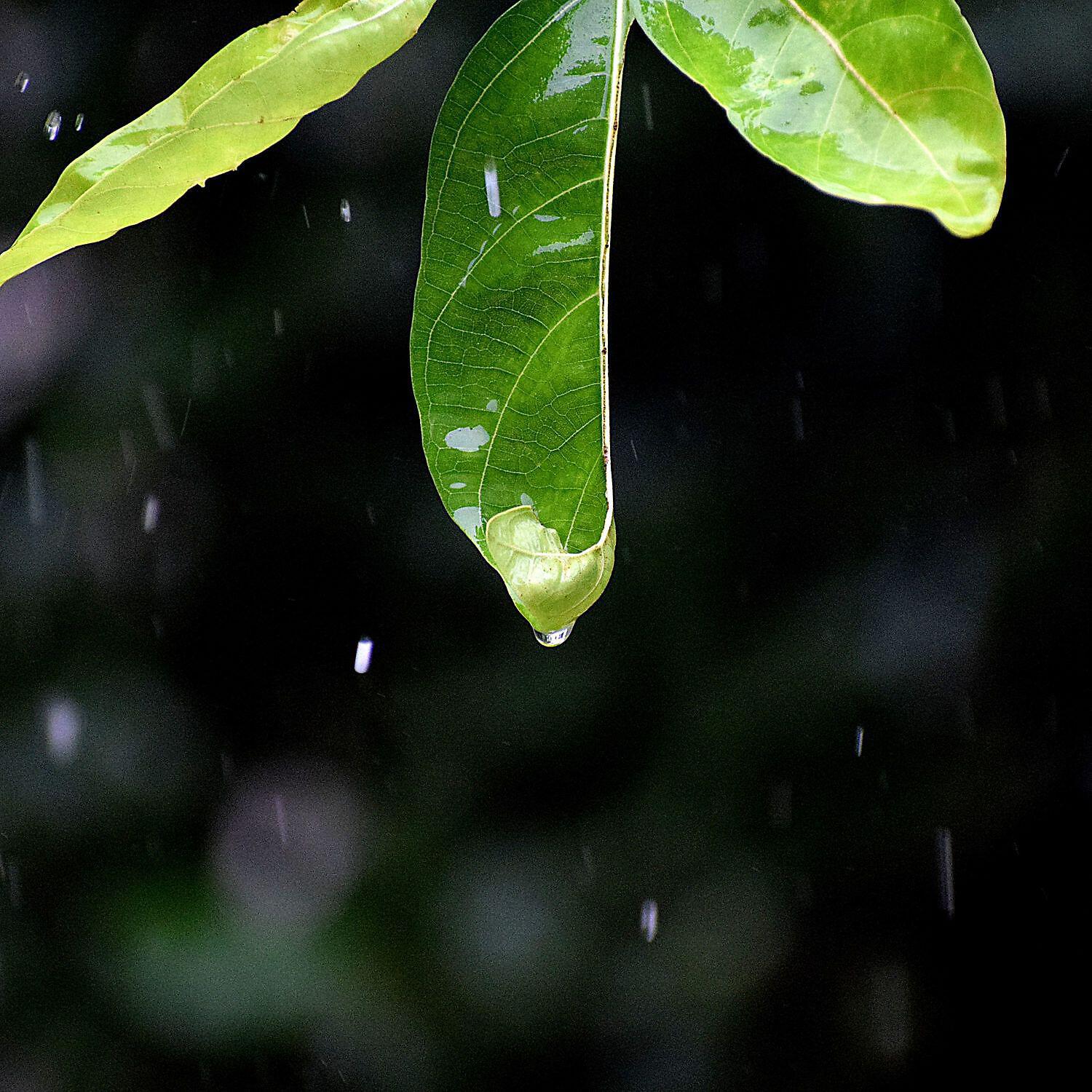 Релиз Calmly Sounds of Rain