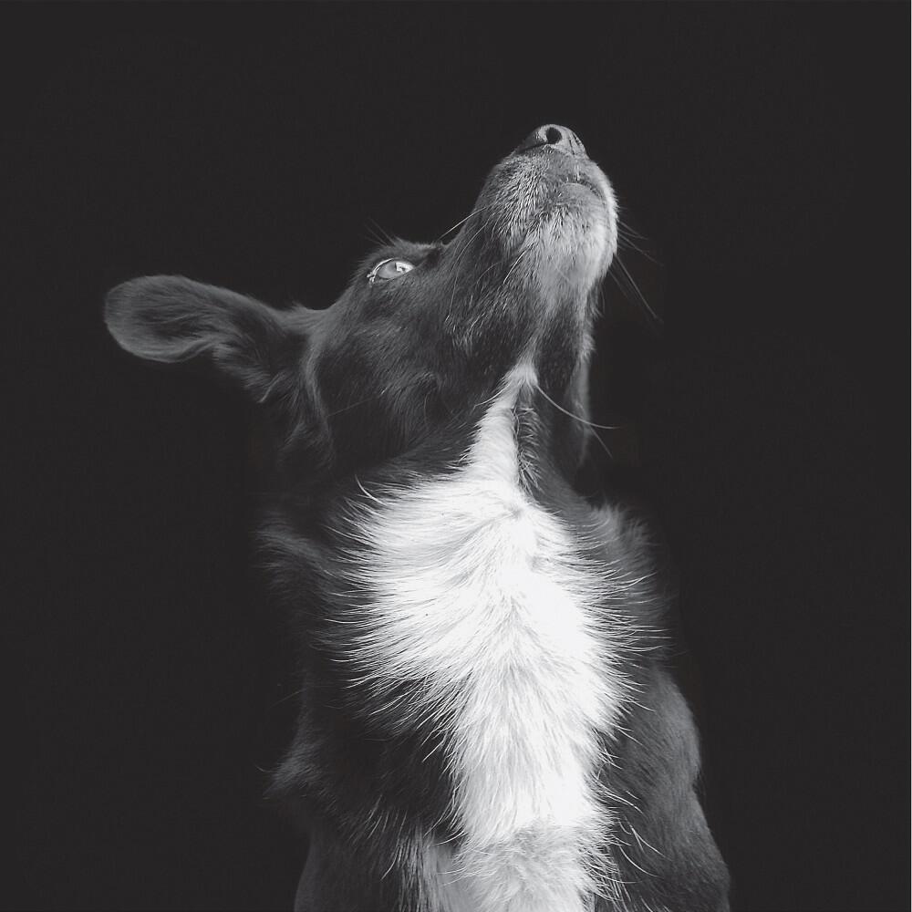 Релиз Catchpenny & Cosmos
