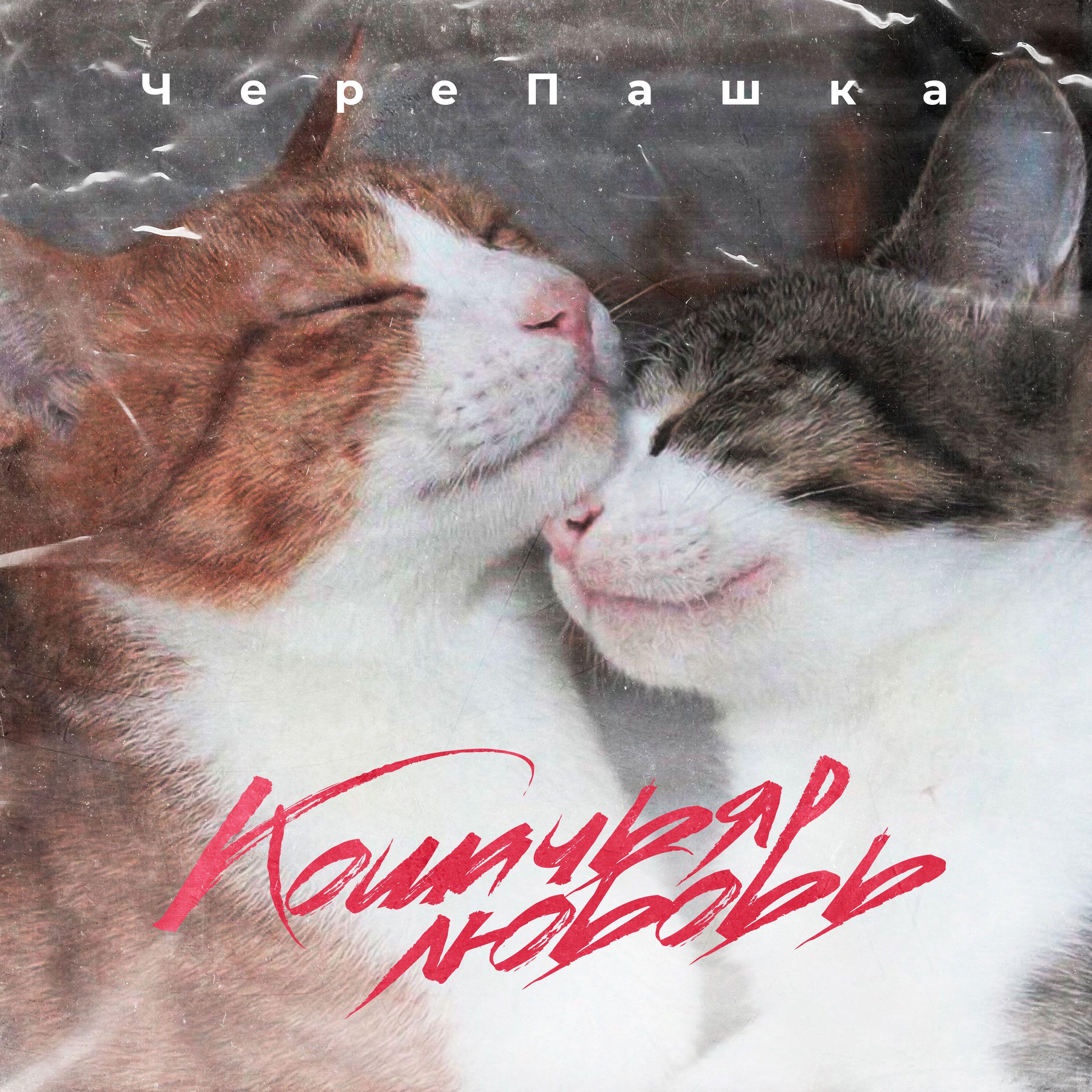 Релиз Кошачая любовь