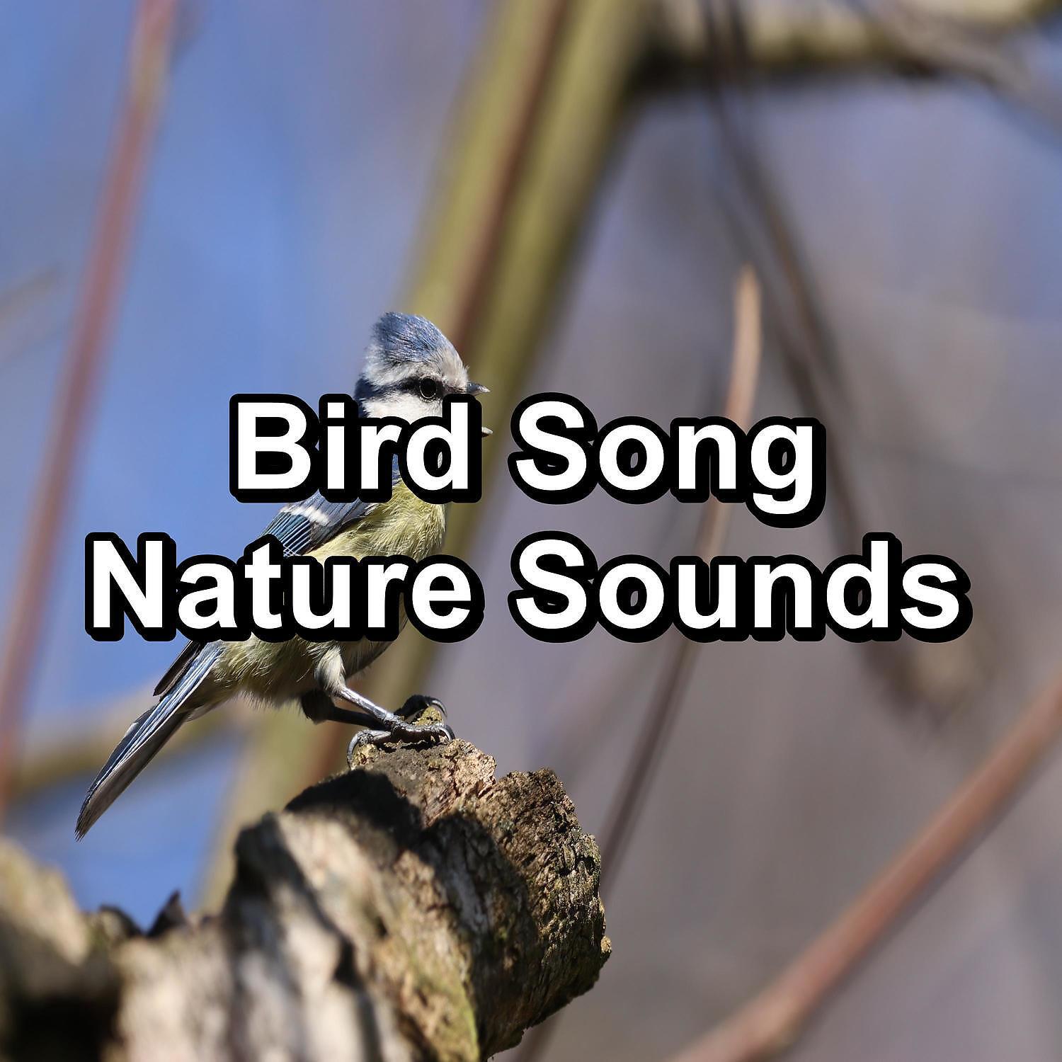 Релиз Bird Song Nature Sounds