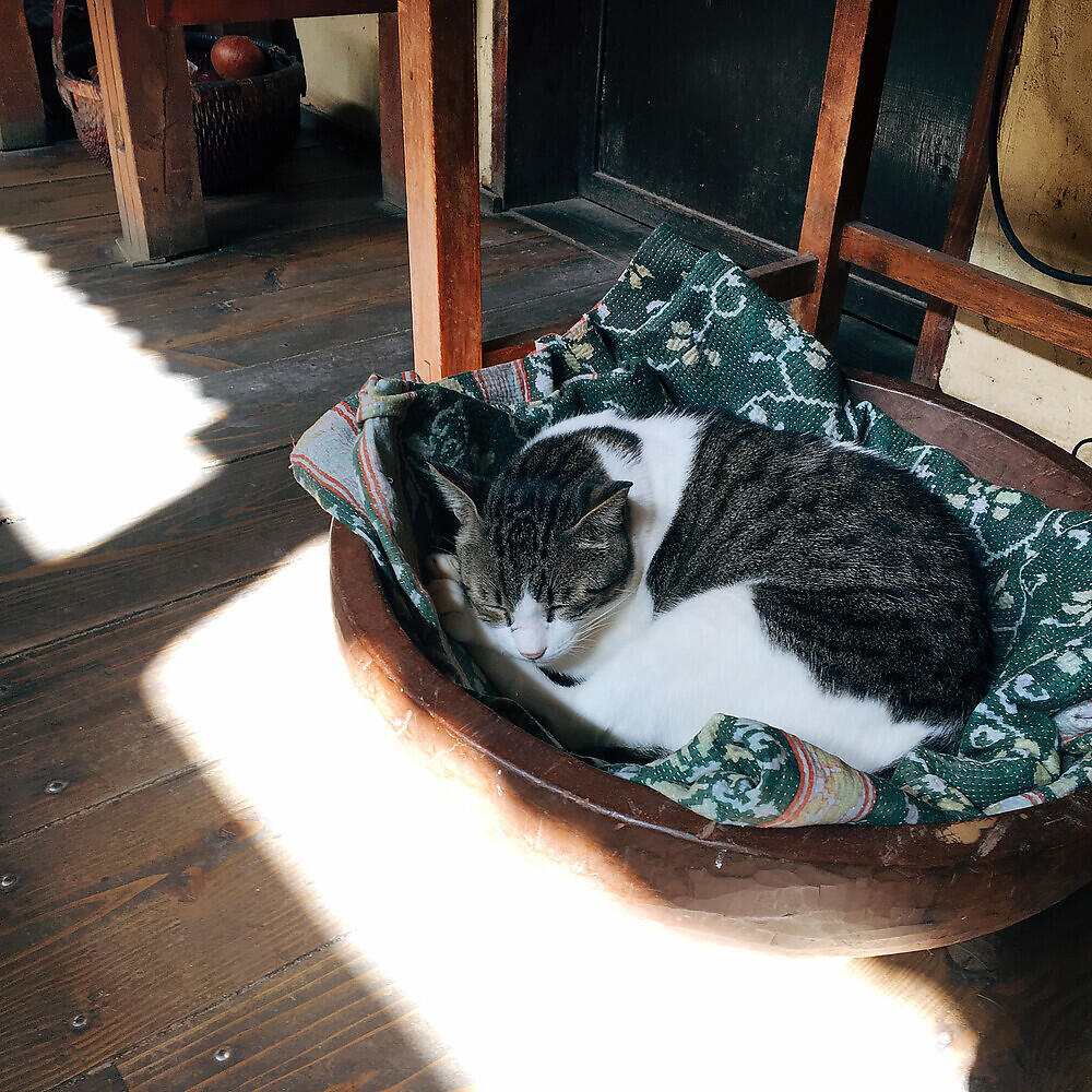 Релиз Near Bonix