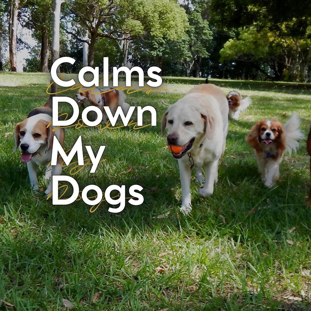Релиз Calms Down My Dogs