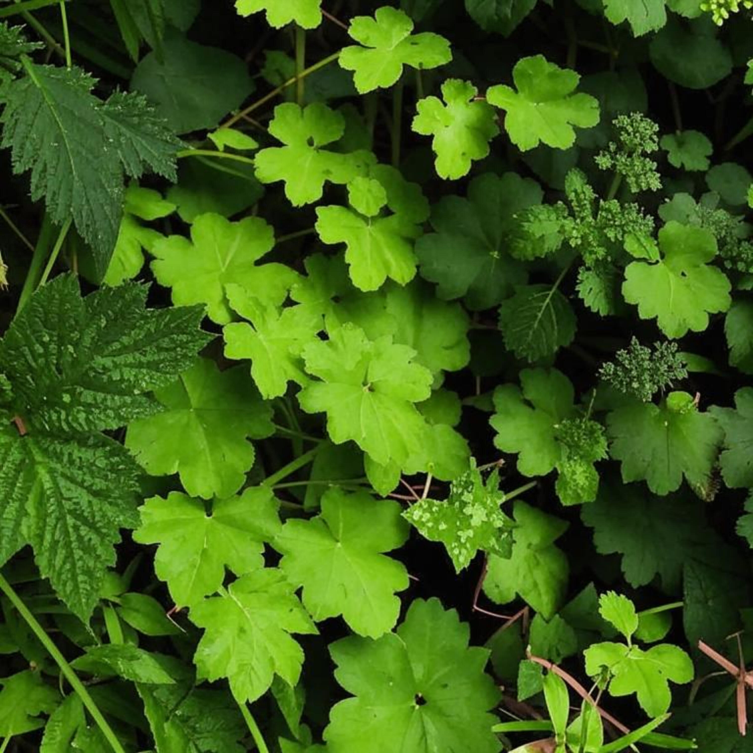 Релиз Щавель и плющ