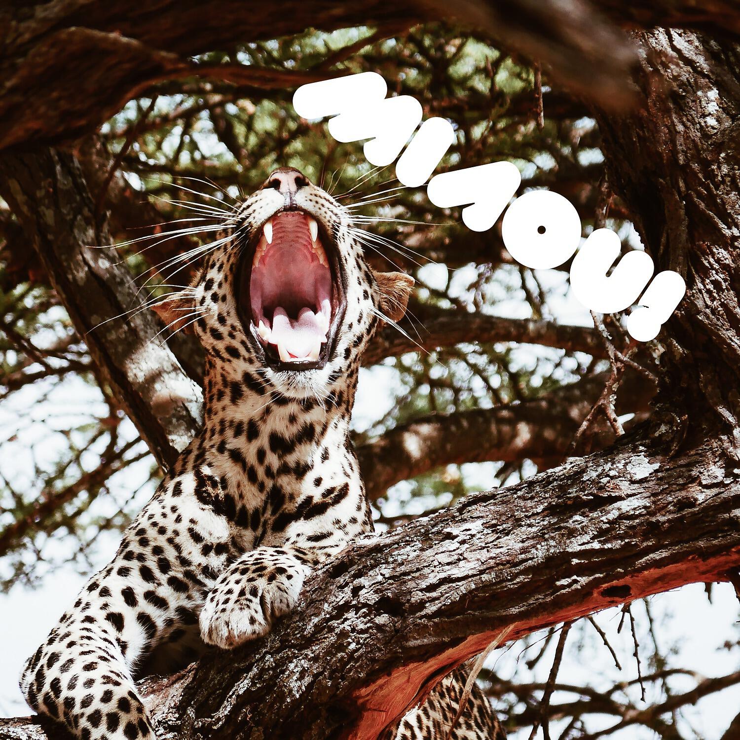 Релиз Miaou!