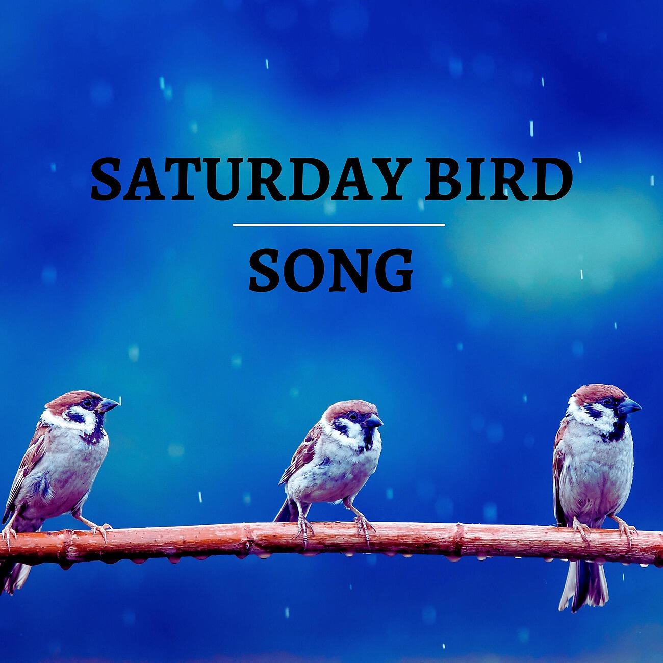 Релиз Saturday Bird Song