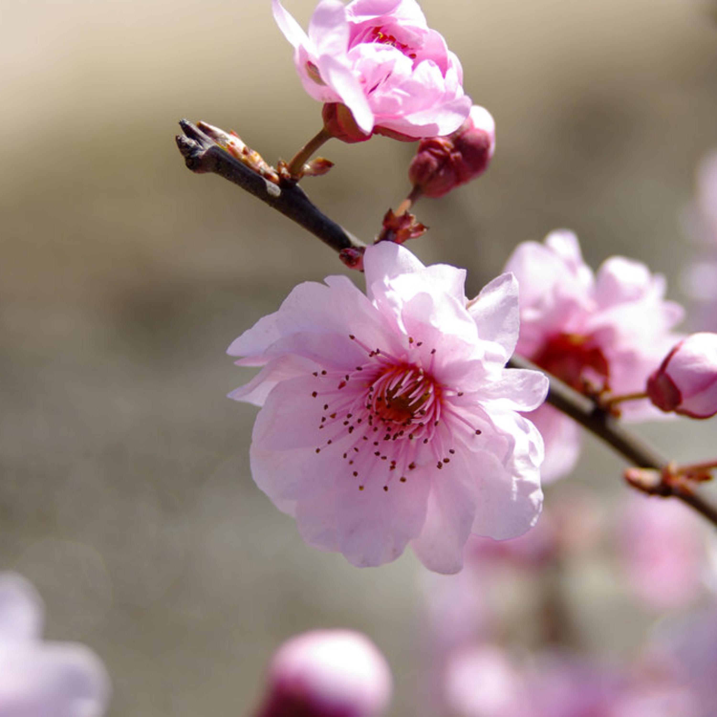 Релиз 花开富贵