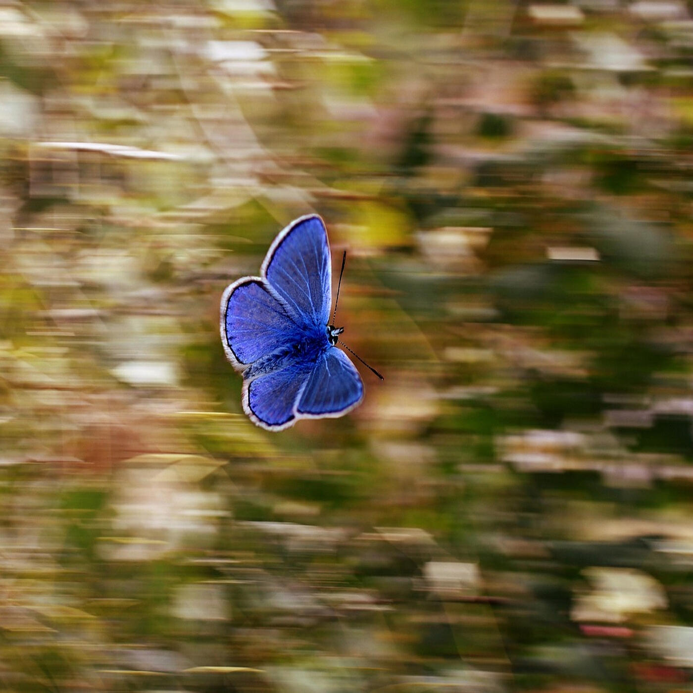 Релиз Mariposa