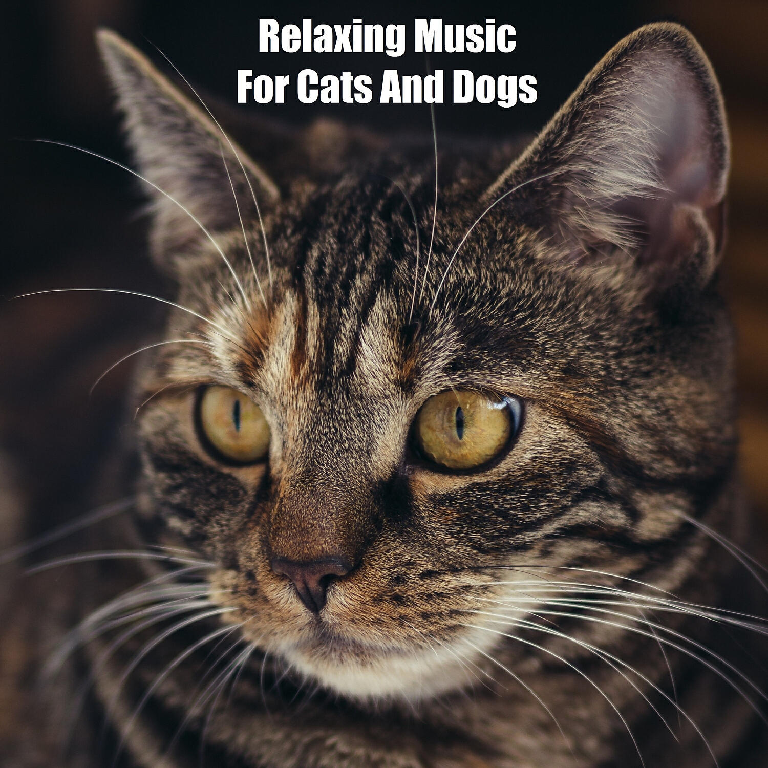 Релиз Relaxing Music For Cats And Dogs (feat. Music For Cats, World of cat's & Музыка для кошек)