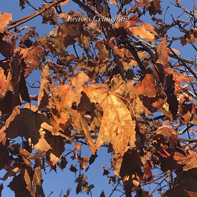 Релиз Leaves Crunching
