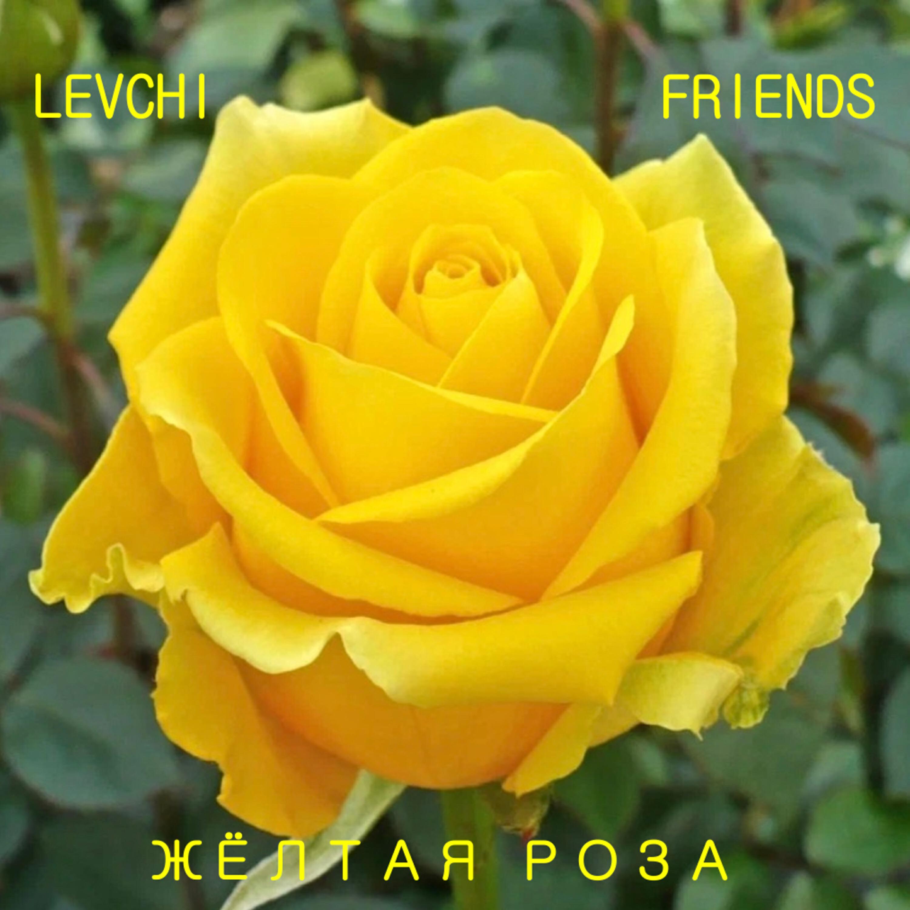 Релиз Жёлтая роза