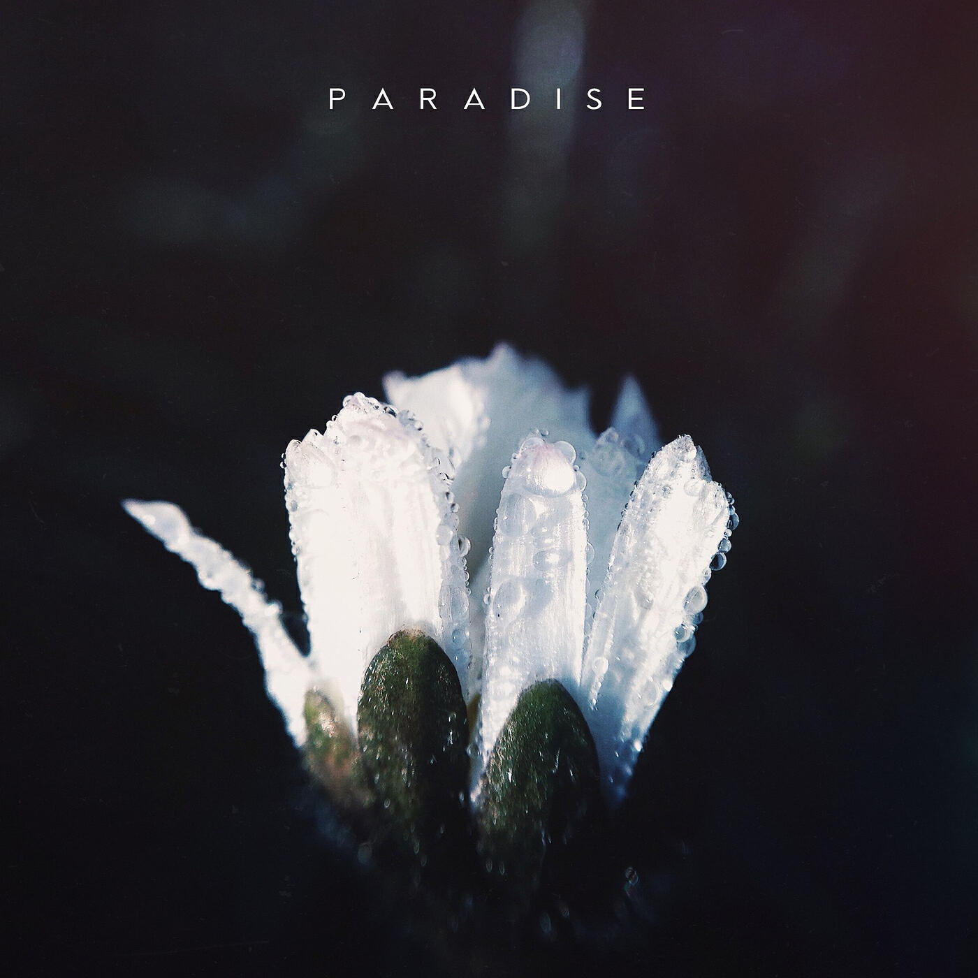 Релиз Paradise