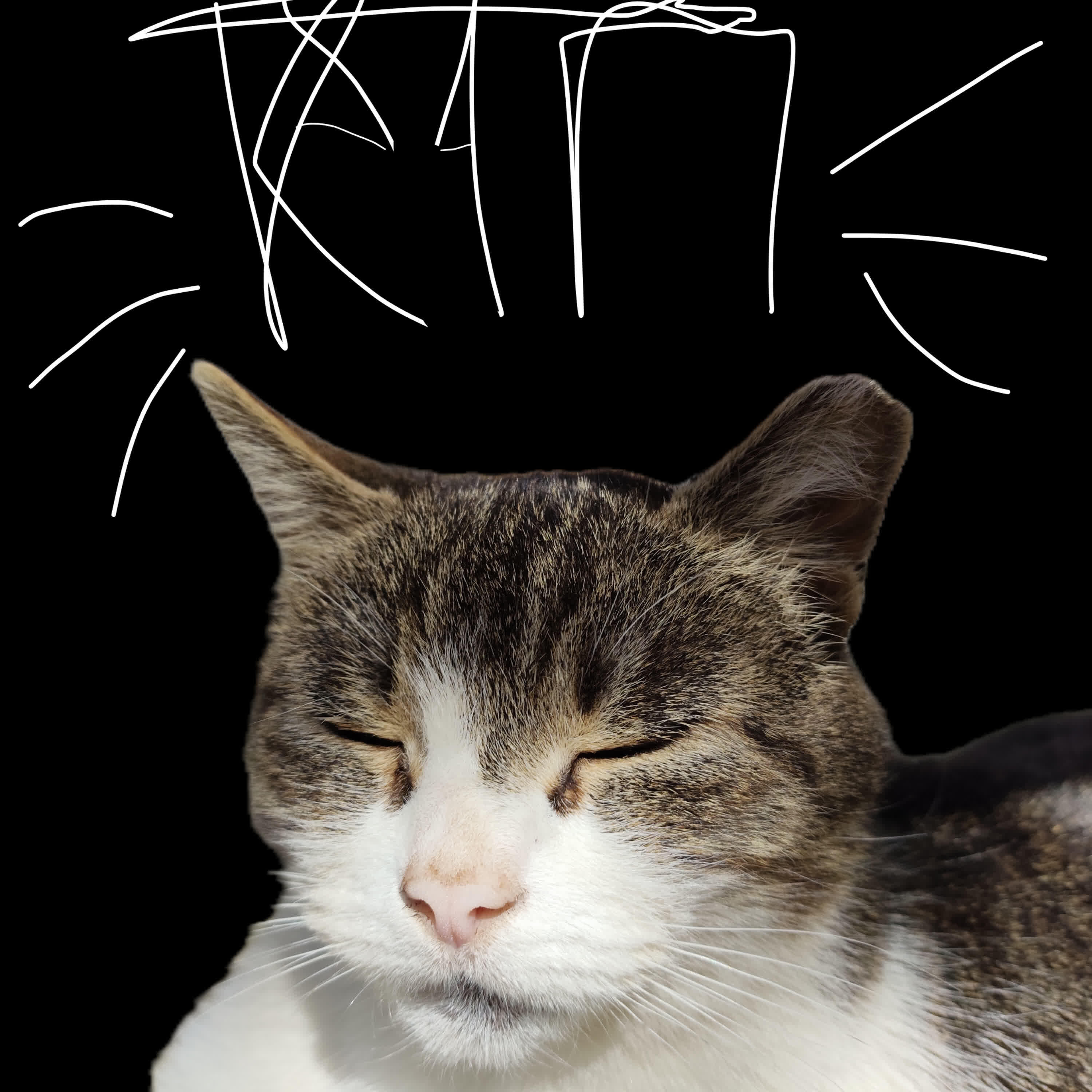 Релиз Небо поле и коты