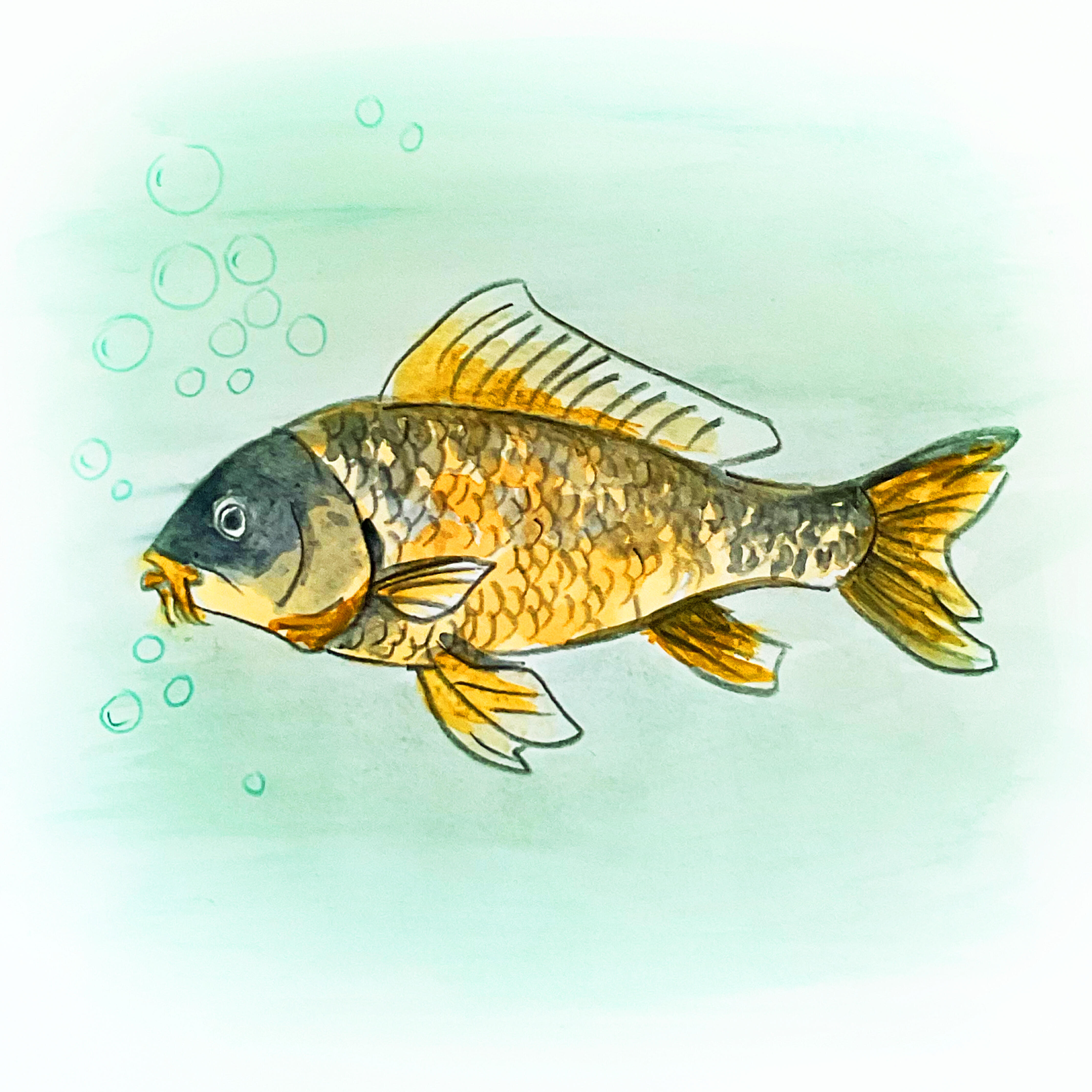 Релиз carp