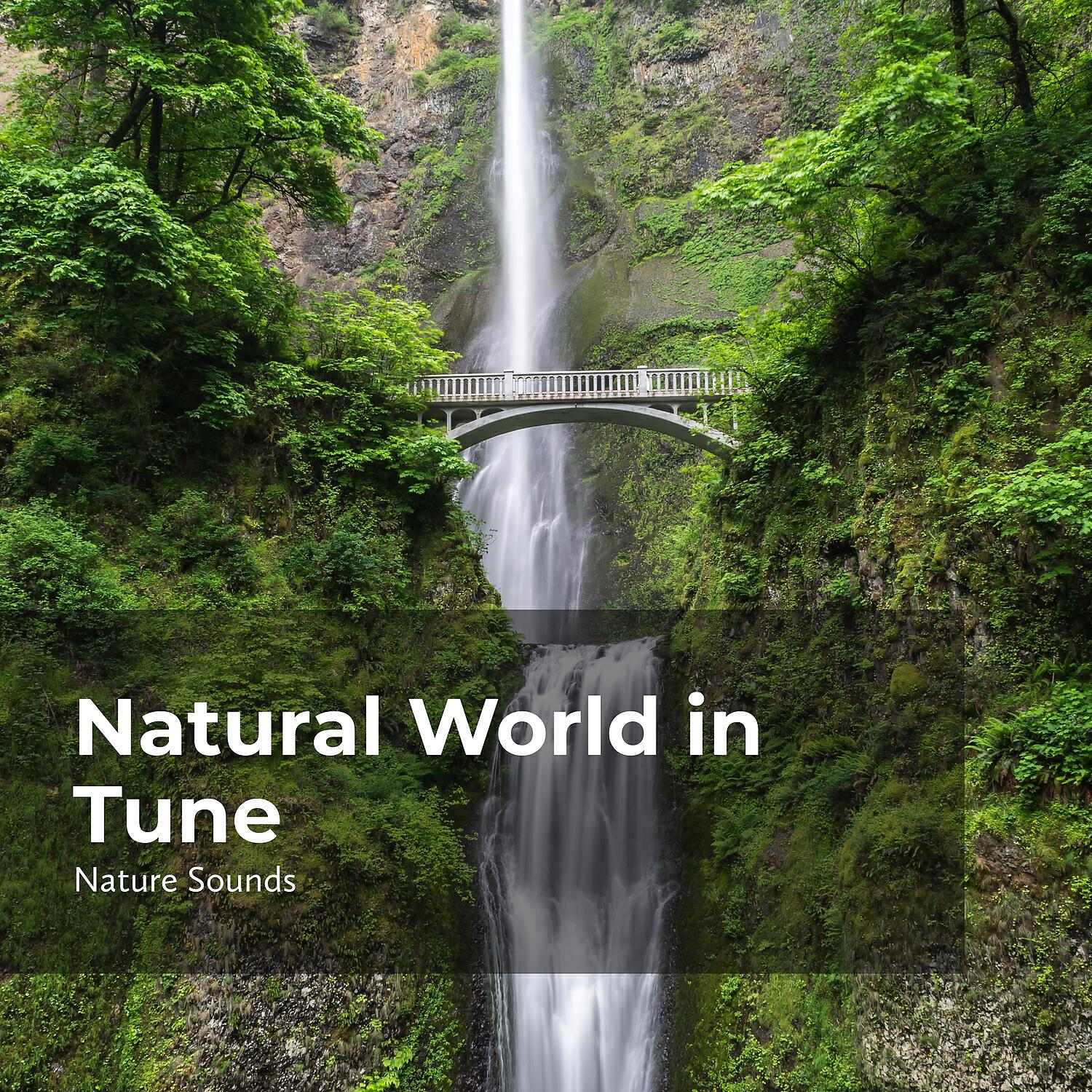 Релиз Natural World in Tune