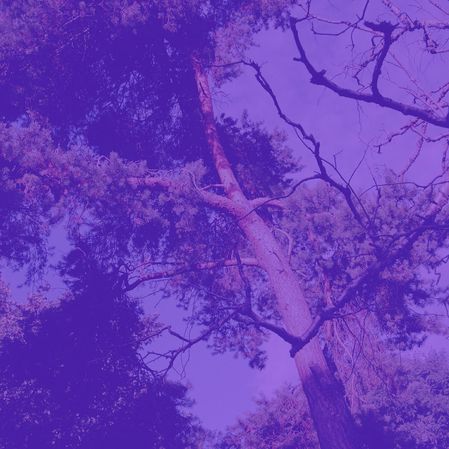 Релиз Music for Inner Peace