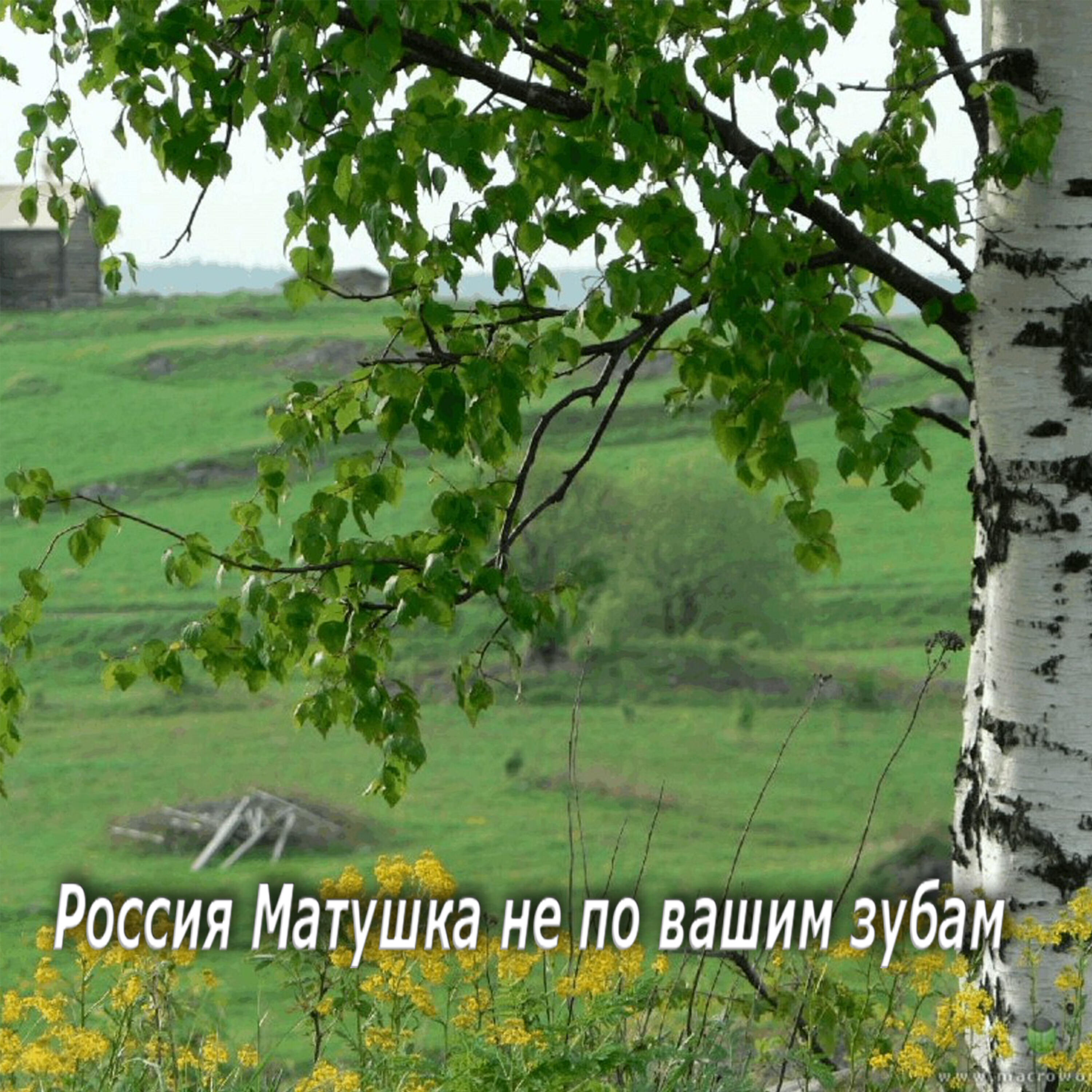 Постер альбома Россия Матушка не по вашим зубам