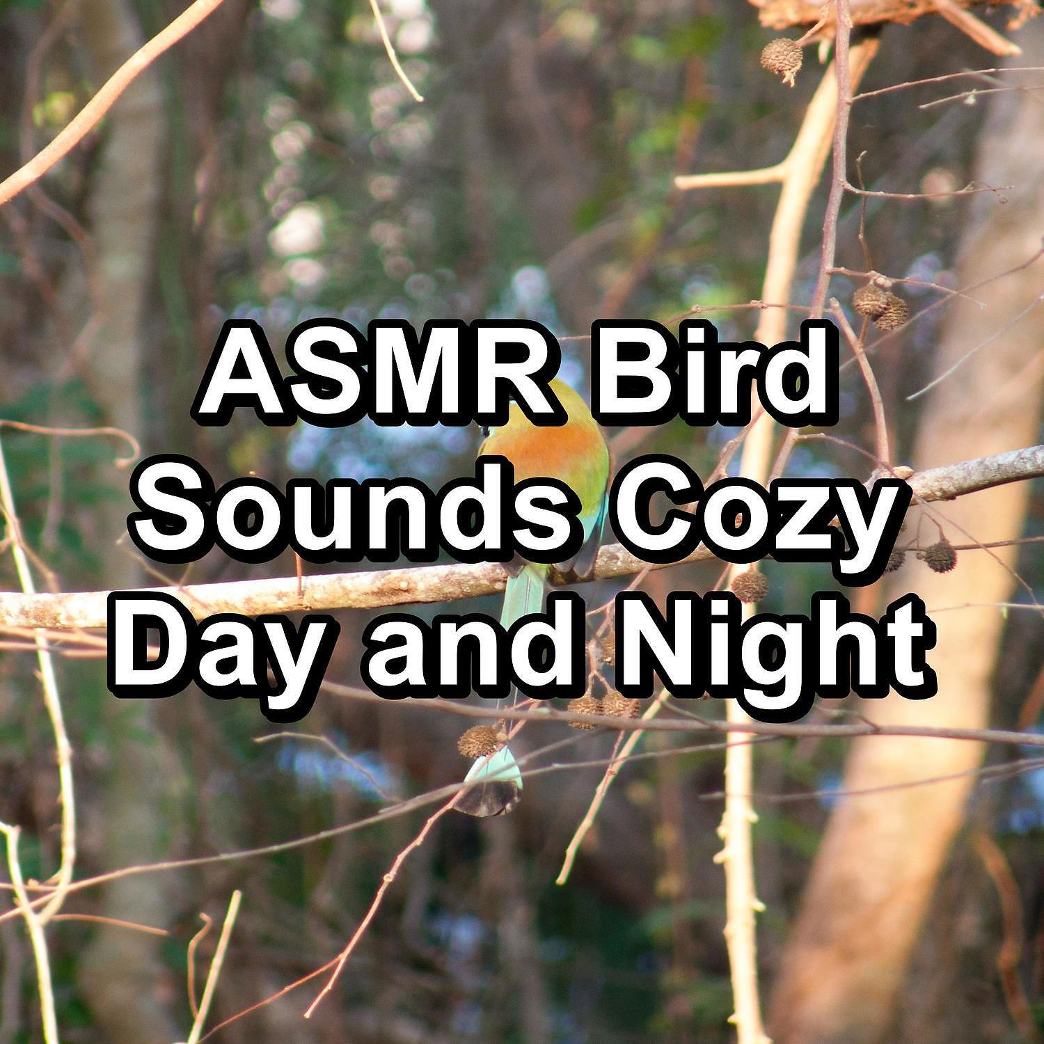 Релиз ASMR Bird Sounds Cozy Day and Night