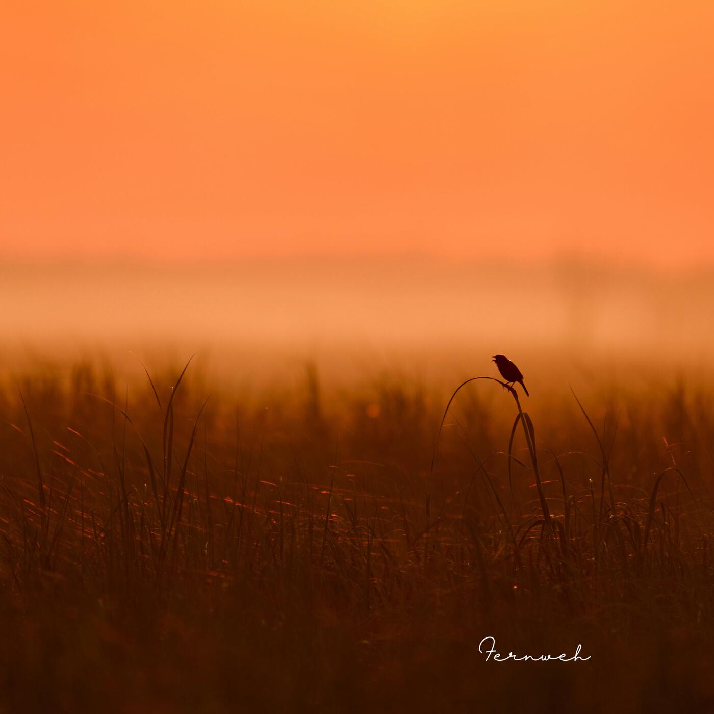 Релиз Fernweh