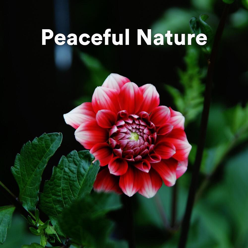 Релиз Peaceful Nature