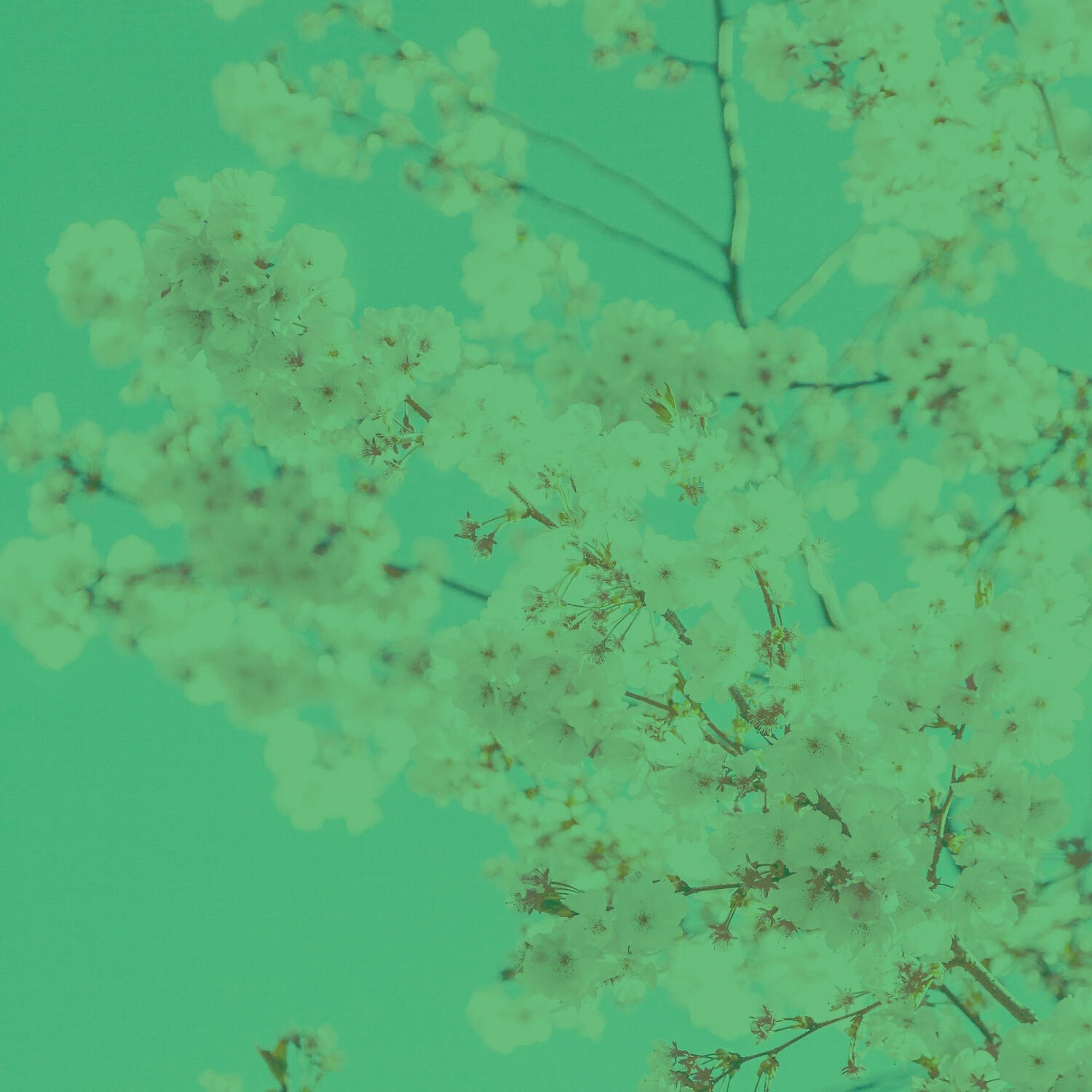 Релиз Duduk Solo (Music for Quiet Tranquility)