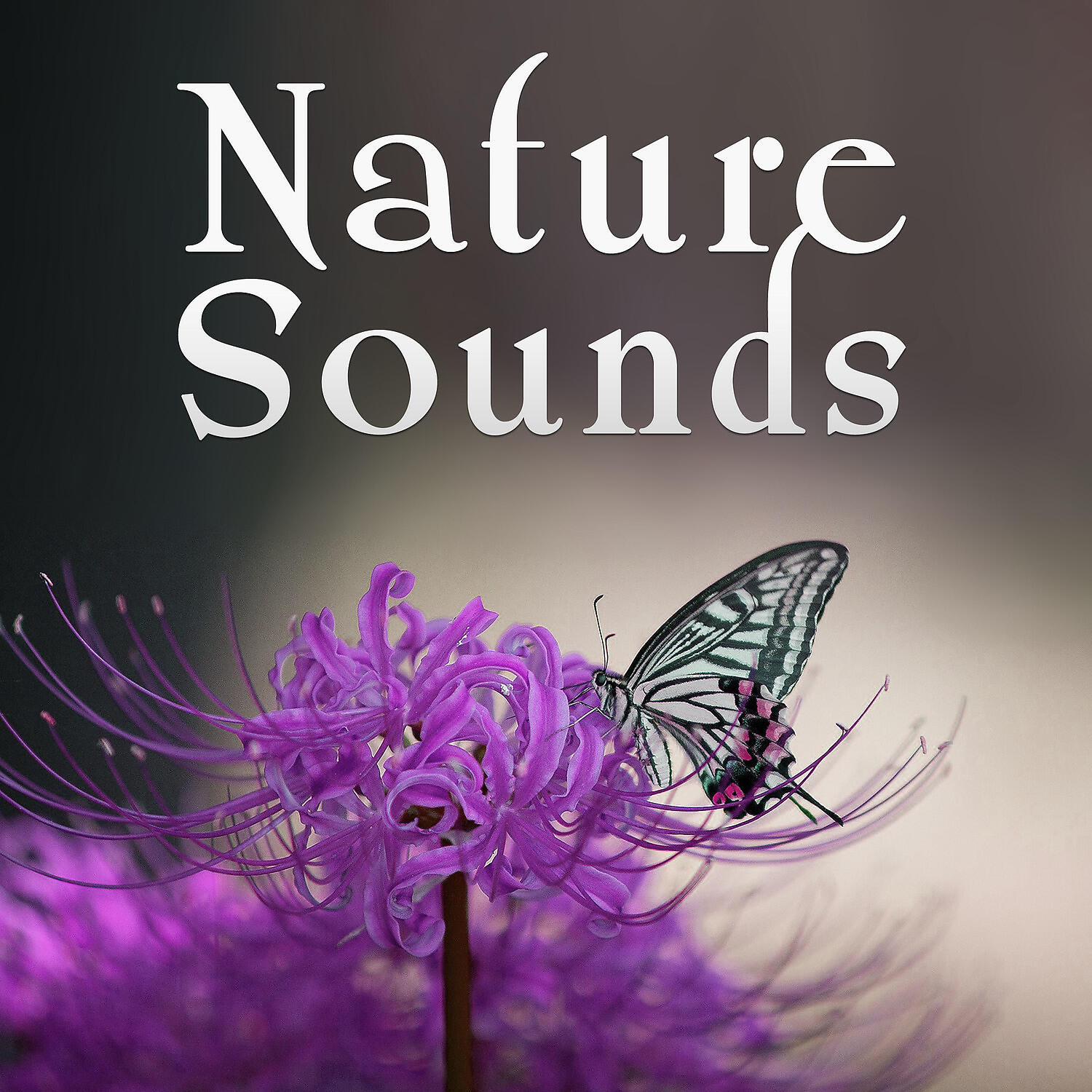 Релиз Nature Sounds - Sea Sounds, Touch of Nature, Calm Ocean