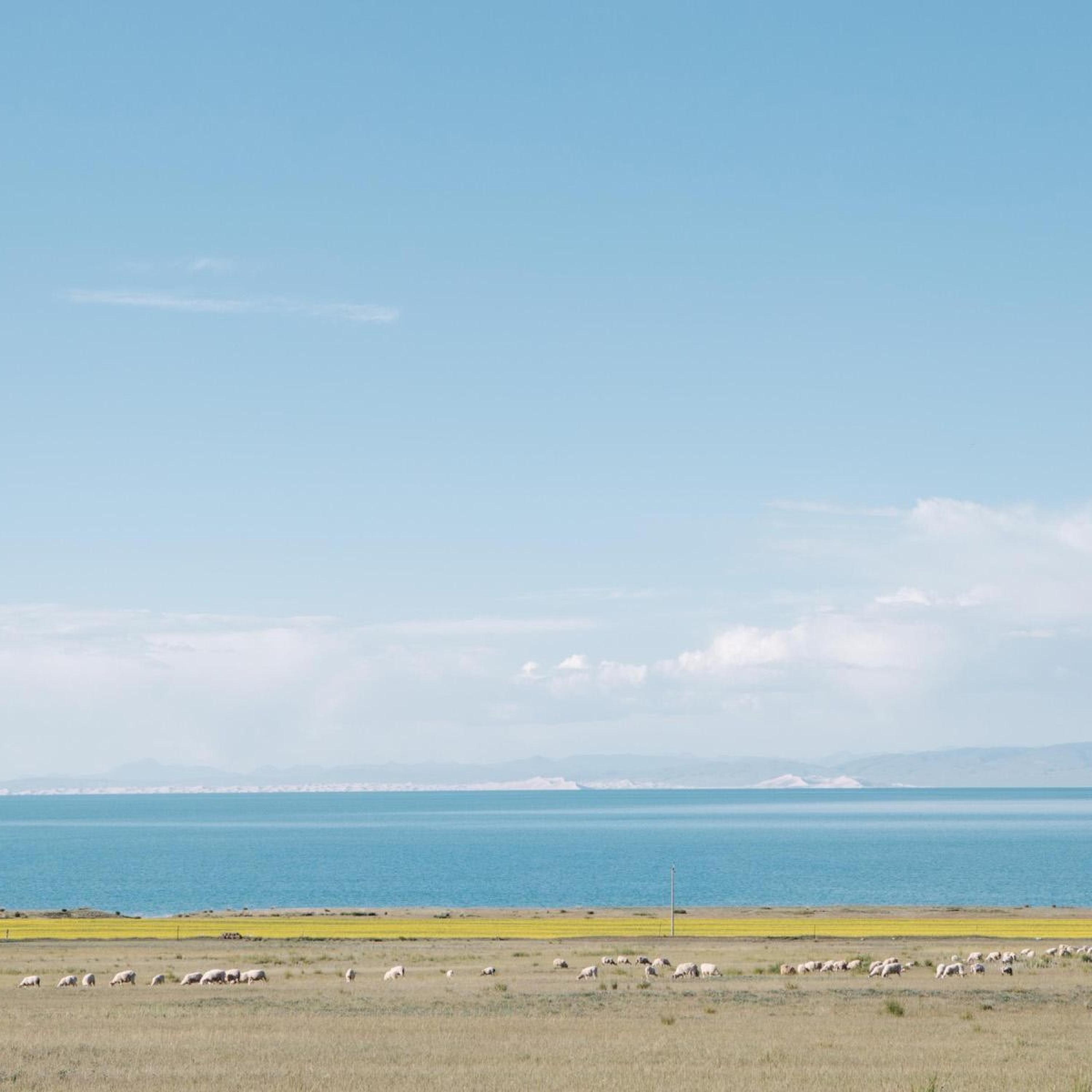 Релиз 我晒干了沉默悔得很冲动