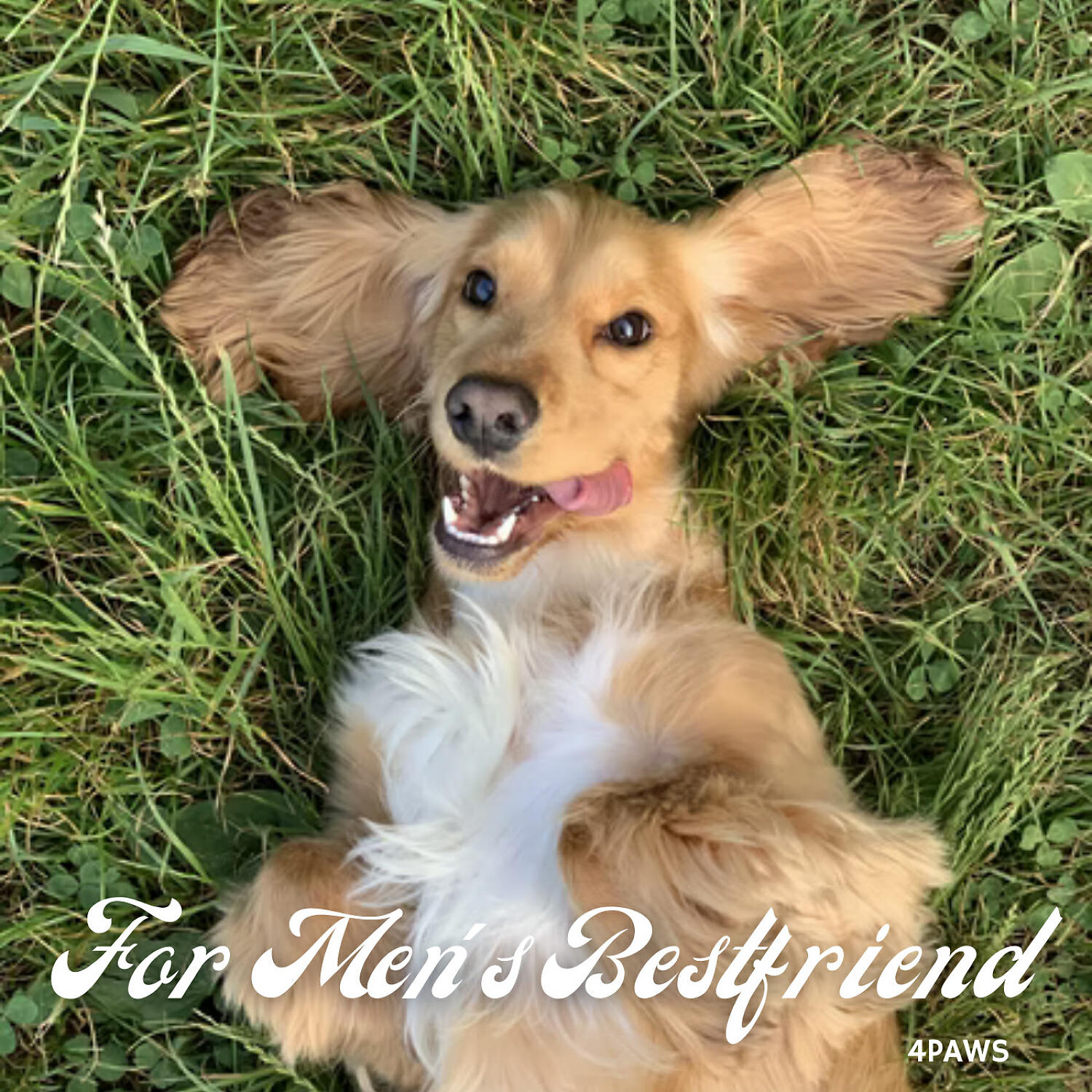 Релиз 4Paws: For Men's Bestfriend