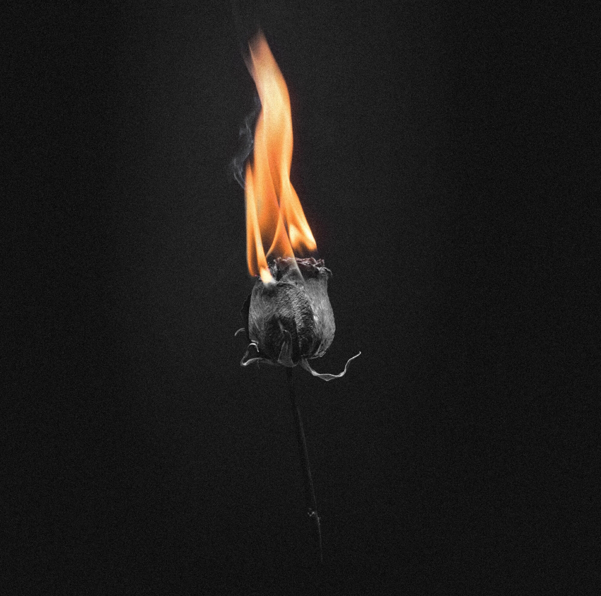 Релиз Black Flower