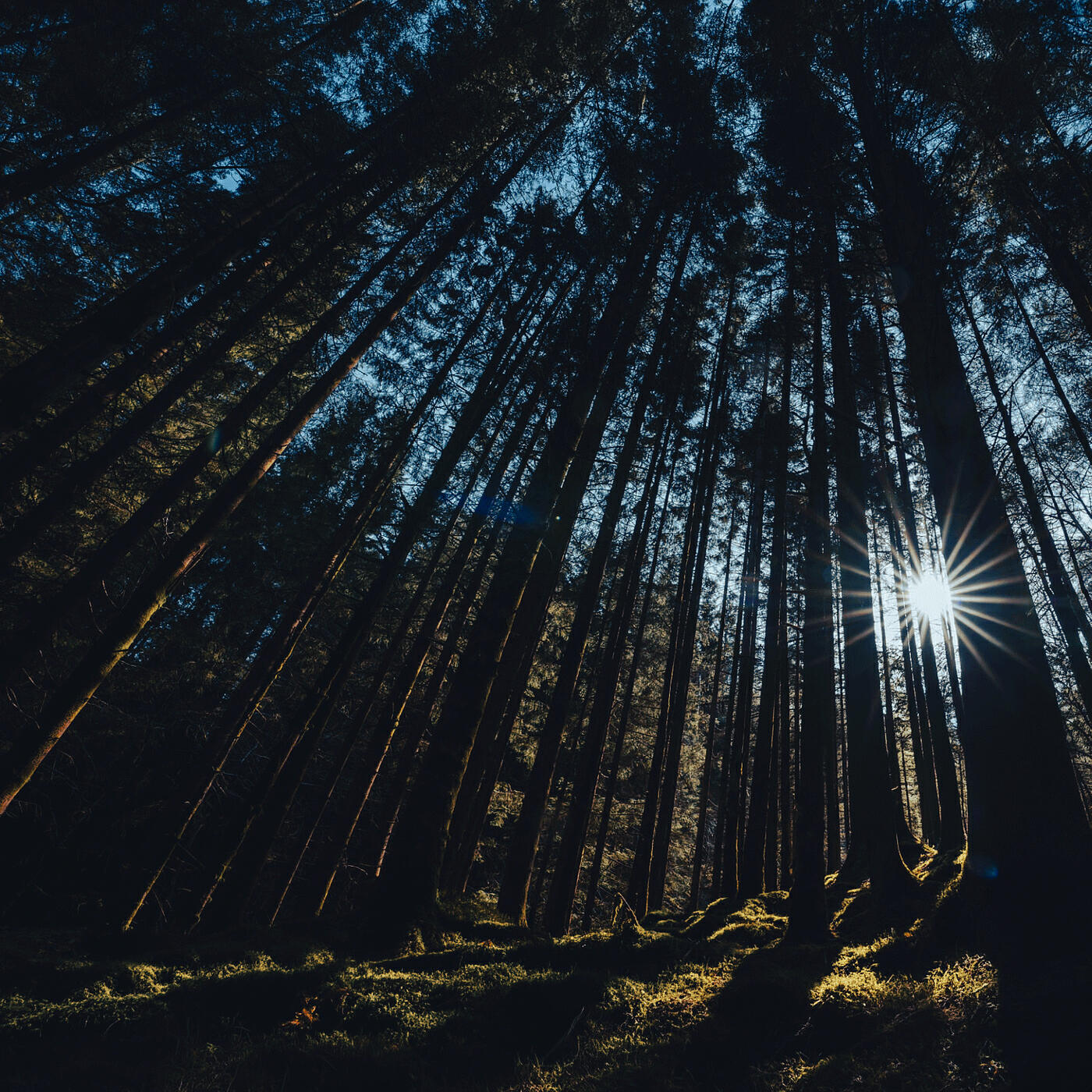Релиз A Shape of Quiet