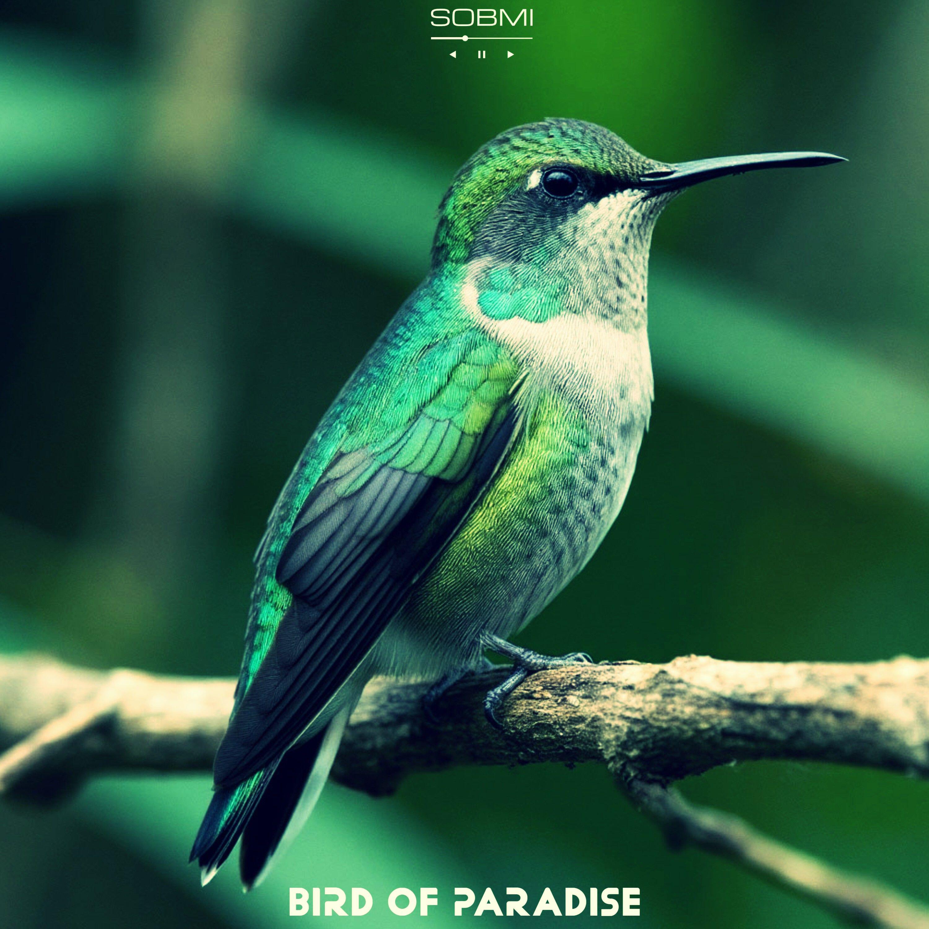 Релиз Bird Of Paradise