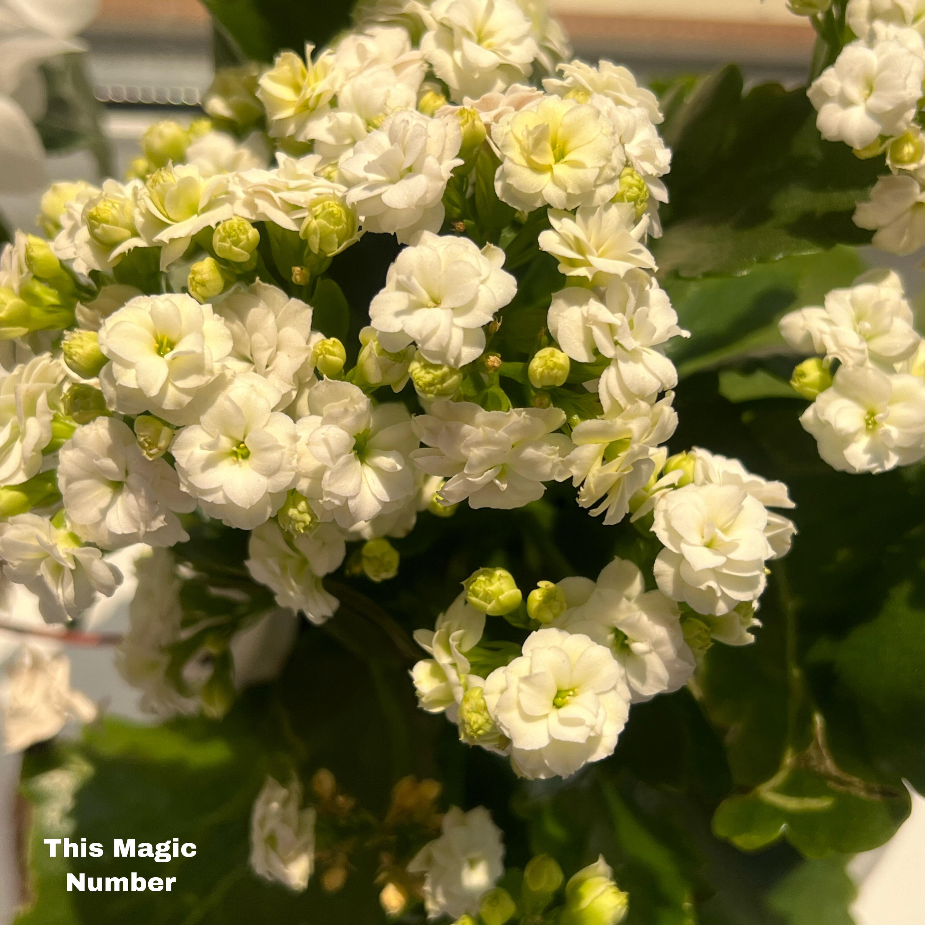 Релиз This Magic Number