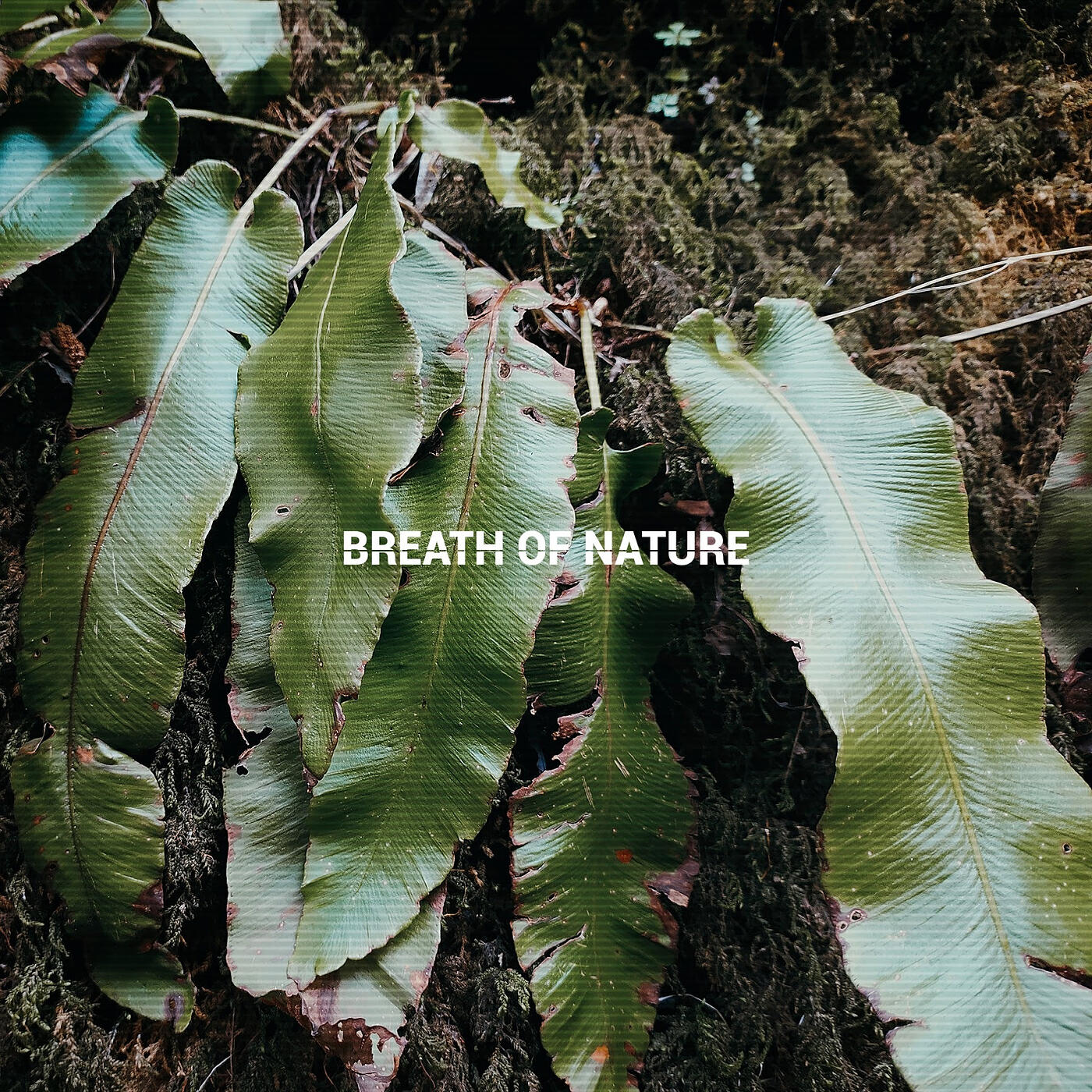 Релиз Breath of Nature
