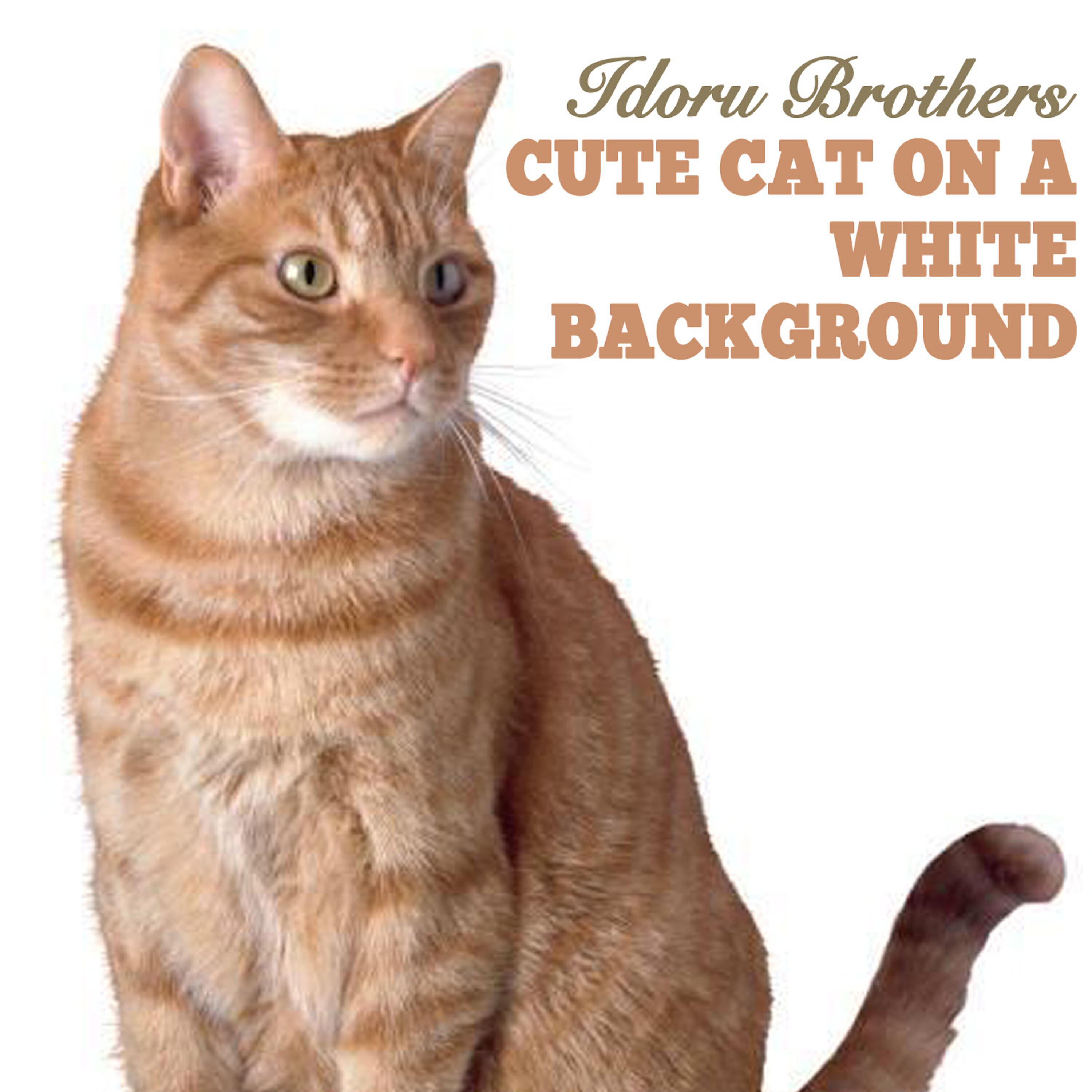 Релиз Cute Cat on a White Paper
