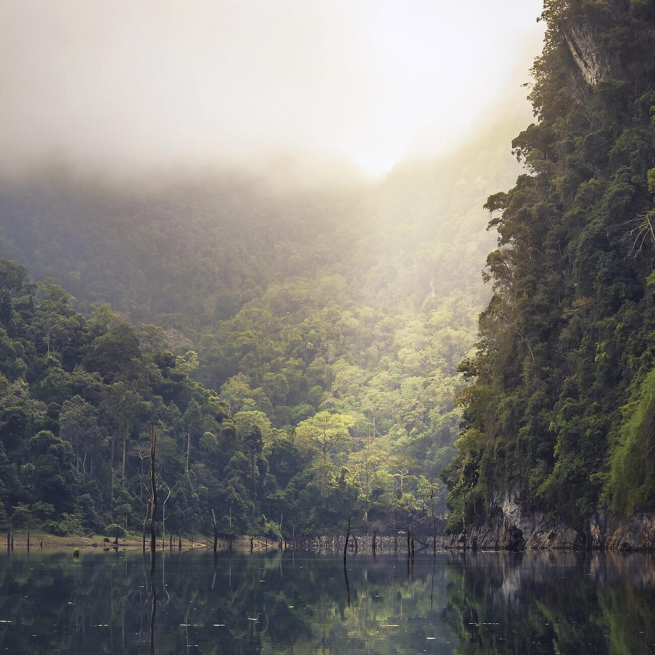 Relaxing Rainforest Sounds