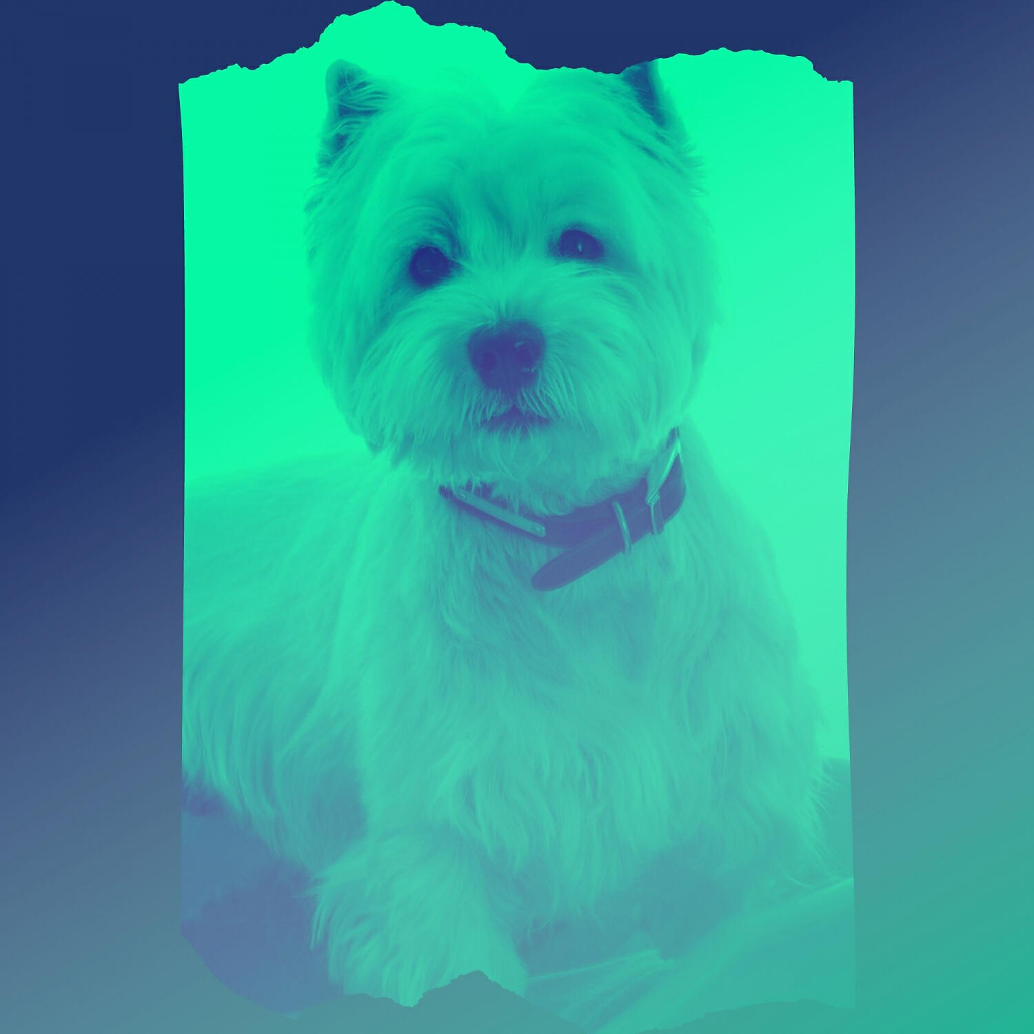 Релиз Music for Dog Training - Swanky Acoustic Guitar
