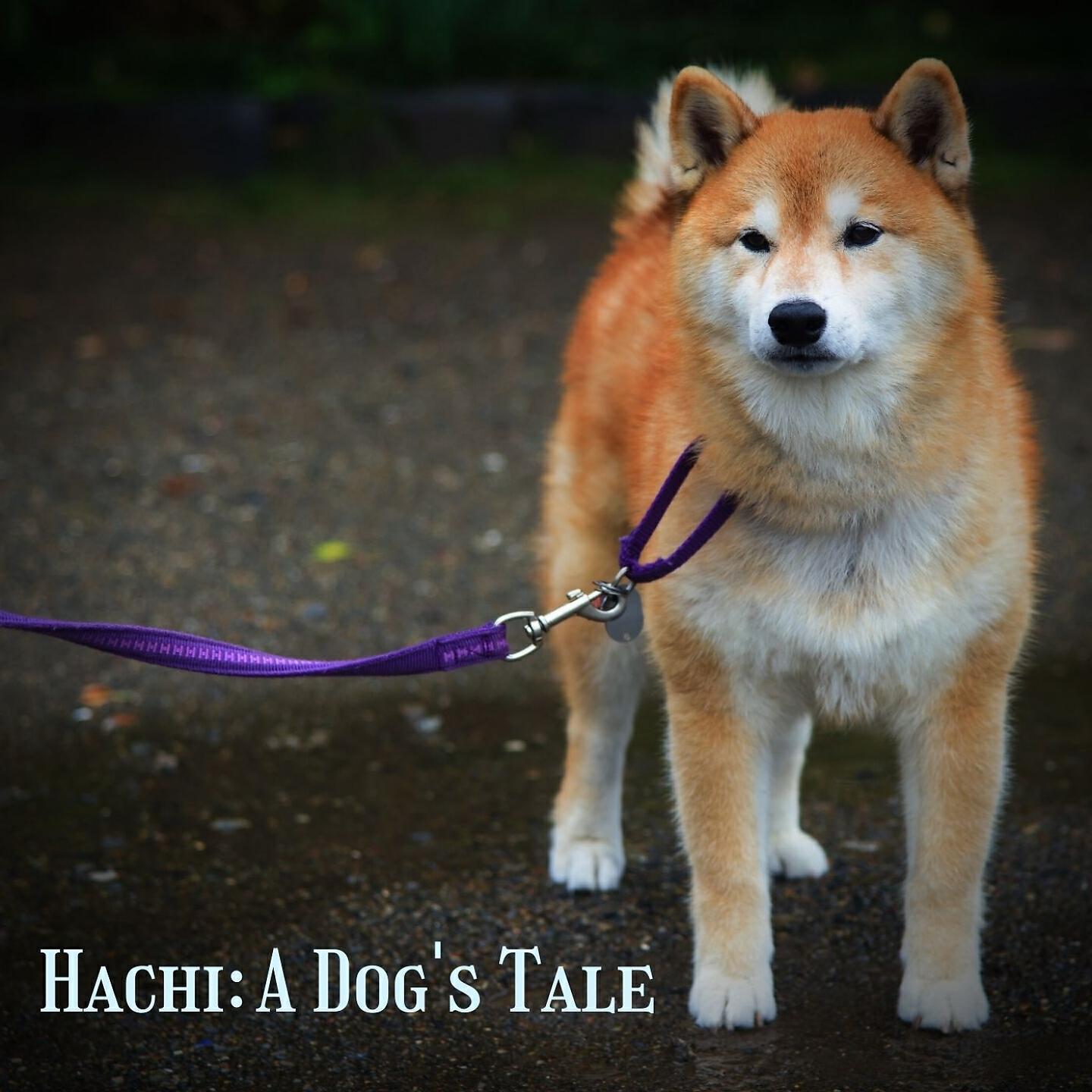 Релиз Hachi: A Dog's Tale