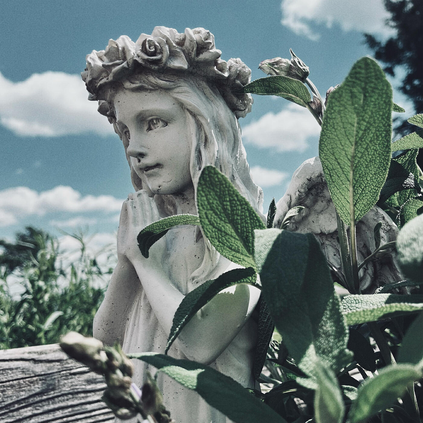 Релиз Trust