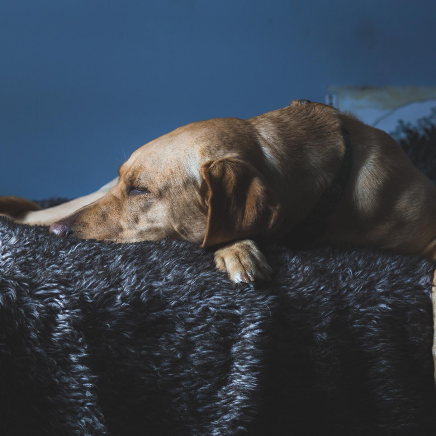 Релиз Dog Snoring (Loopable)