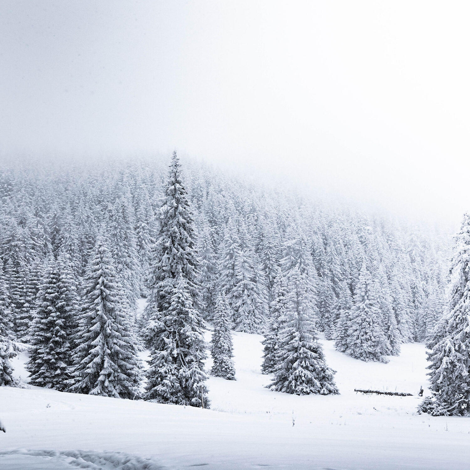 Постер альбома Sleepy Dreams: Winter Forest Sounds