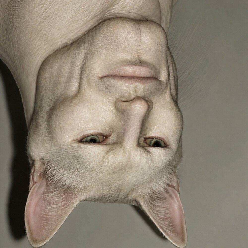 Релиз Stoic Cat (Extended)