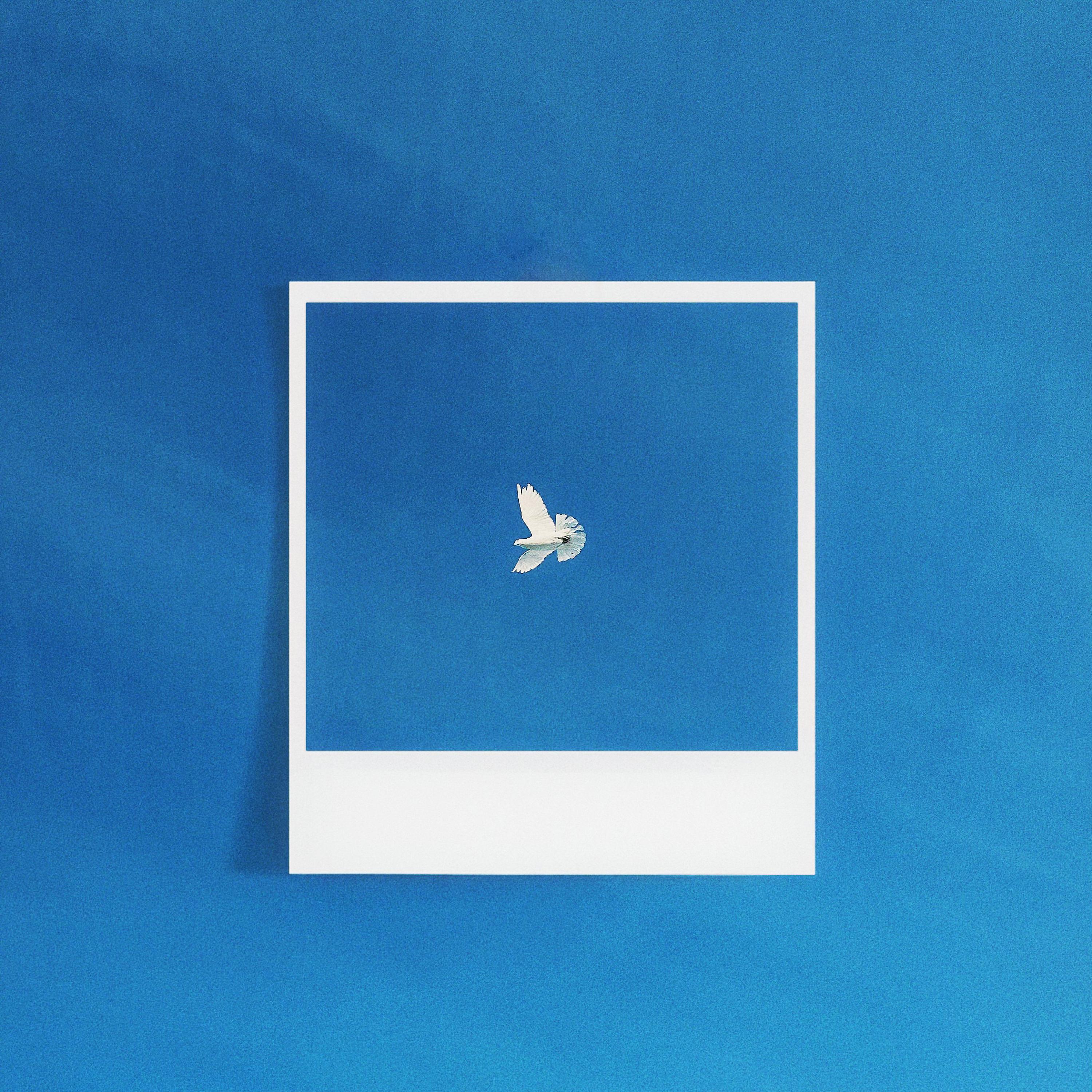 Релиз 花开尽头