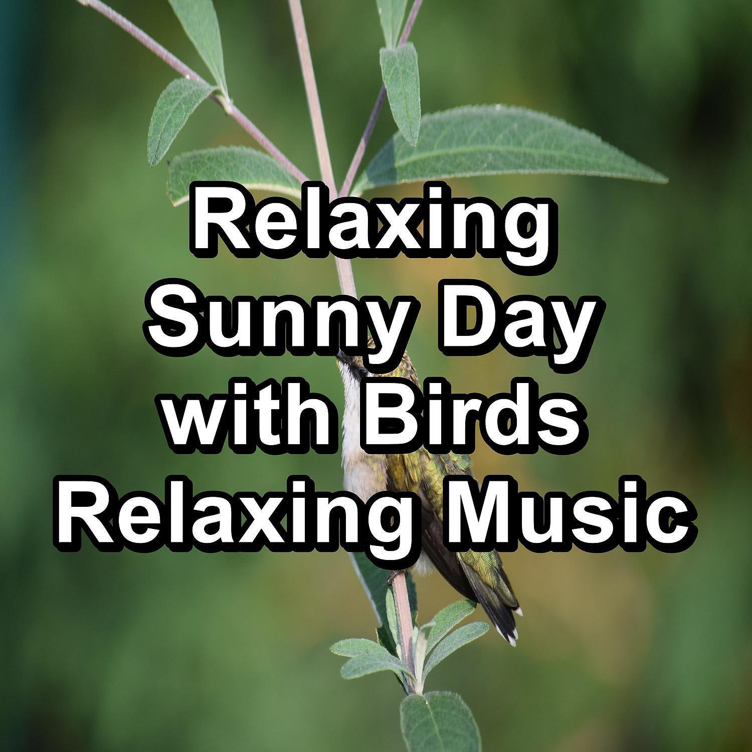 Релиз Relaxing Sunny Day with Birds Relaxing Music