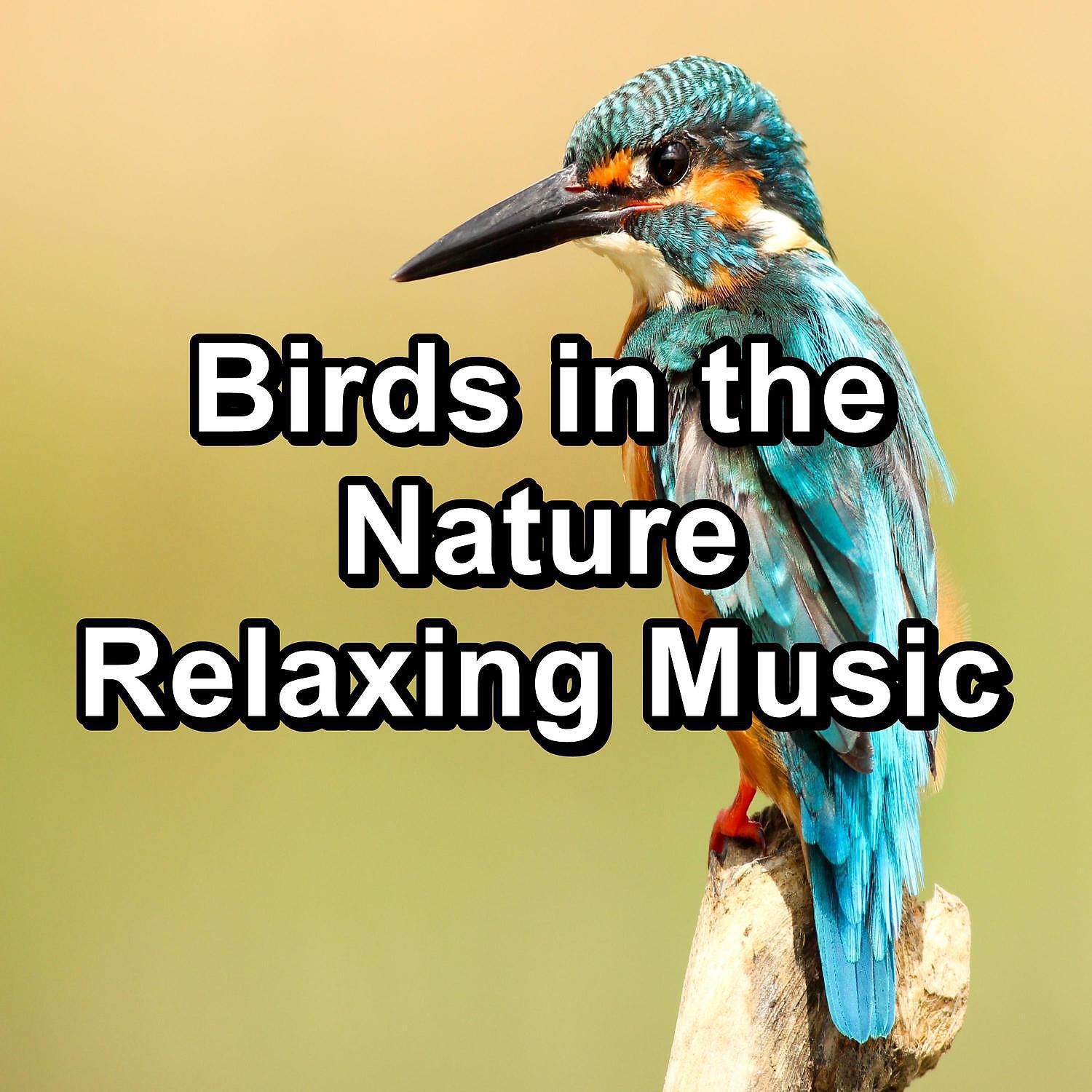 Релиз Birds in the Nature Relaxing Music