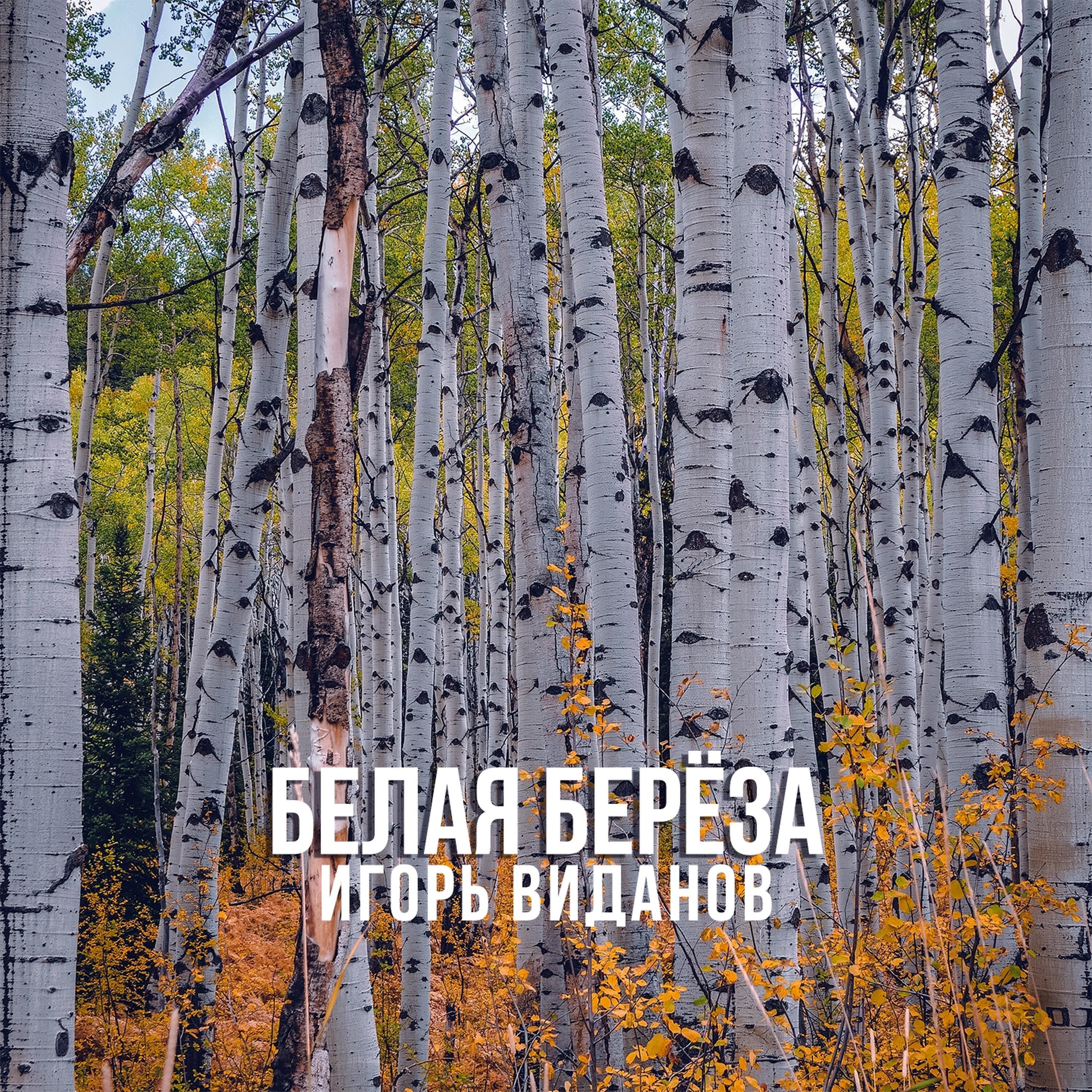Релиз Белая берёза