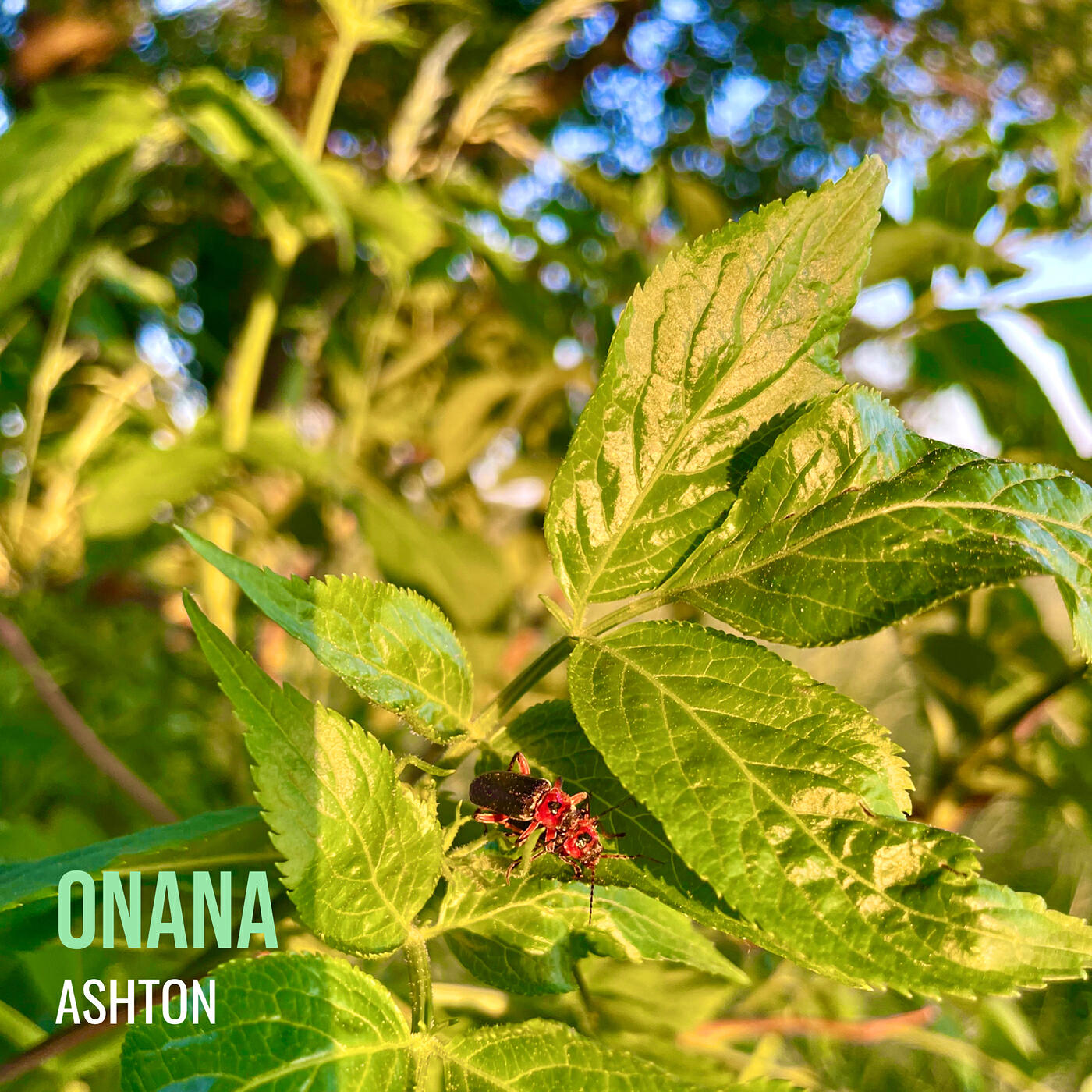 Релиз Onana