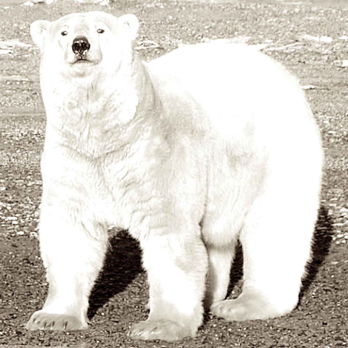 Релиз Polar Bear