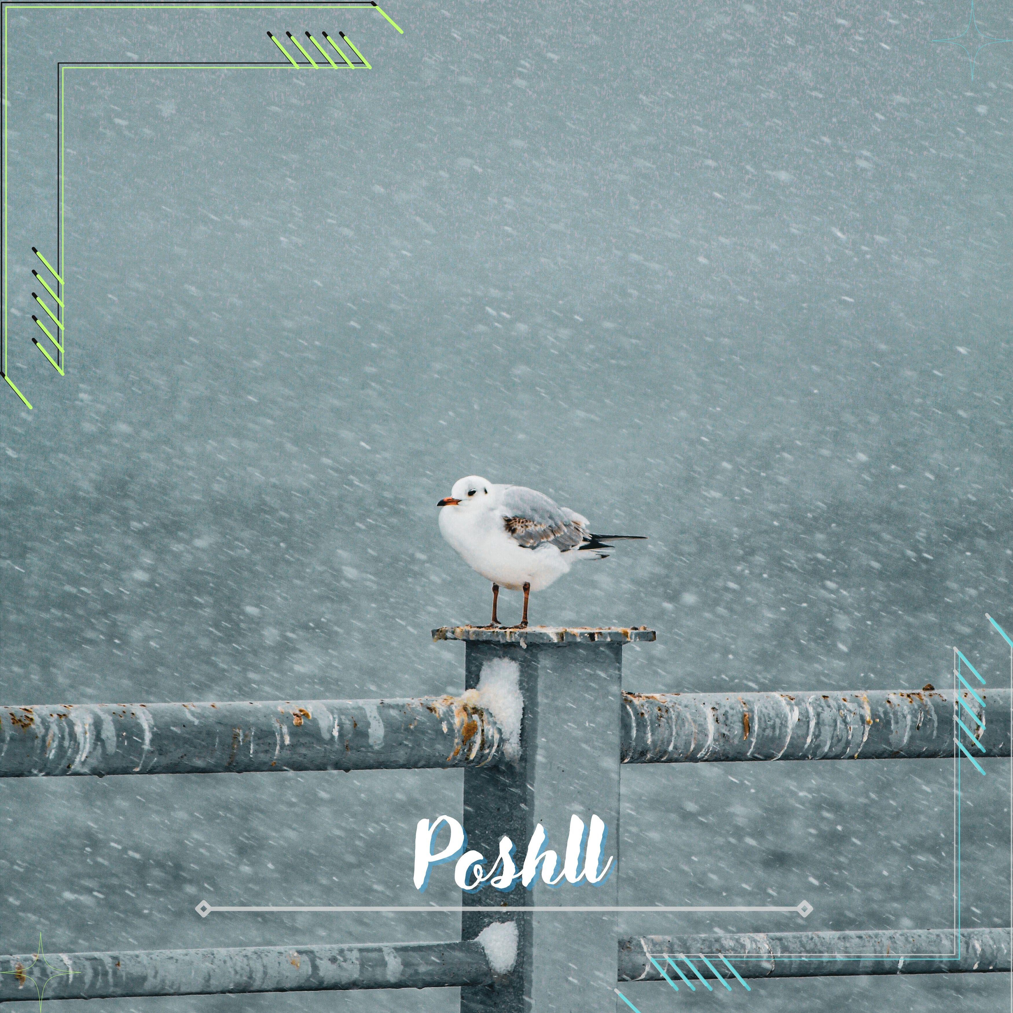Релиз Poshll