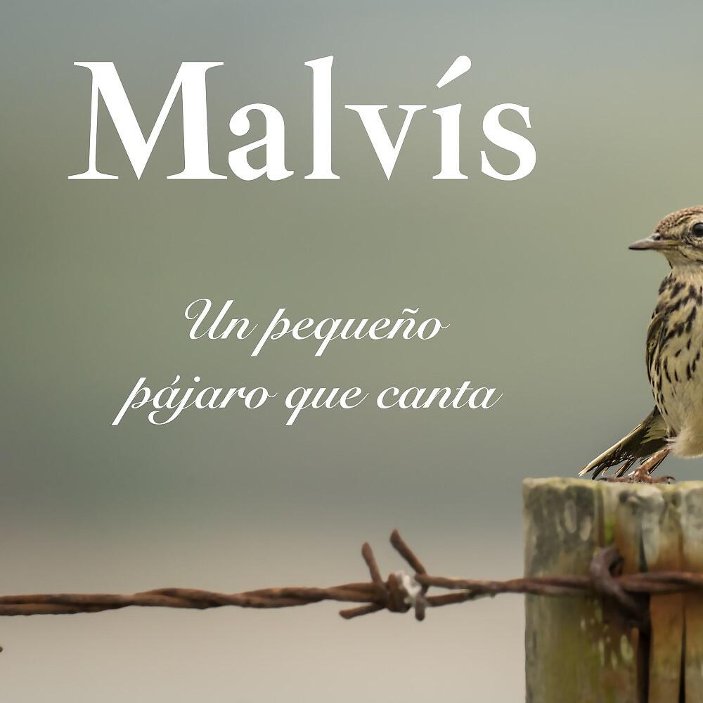 Malvís